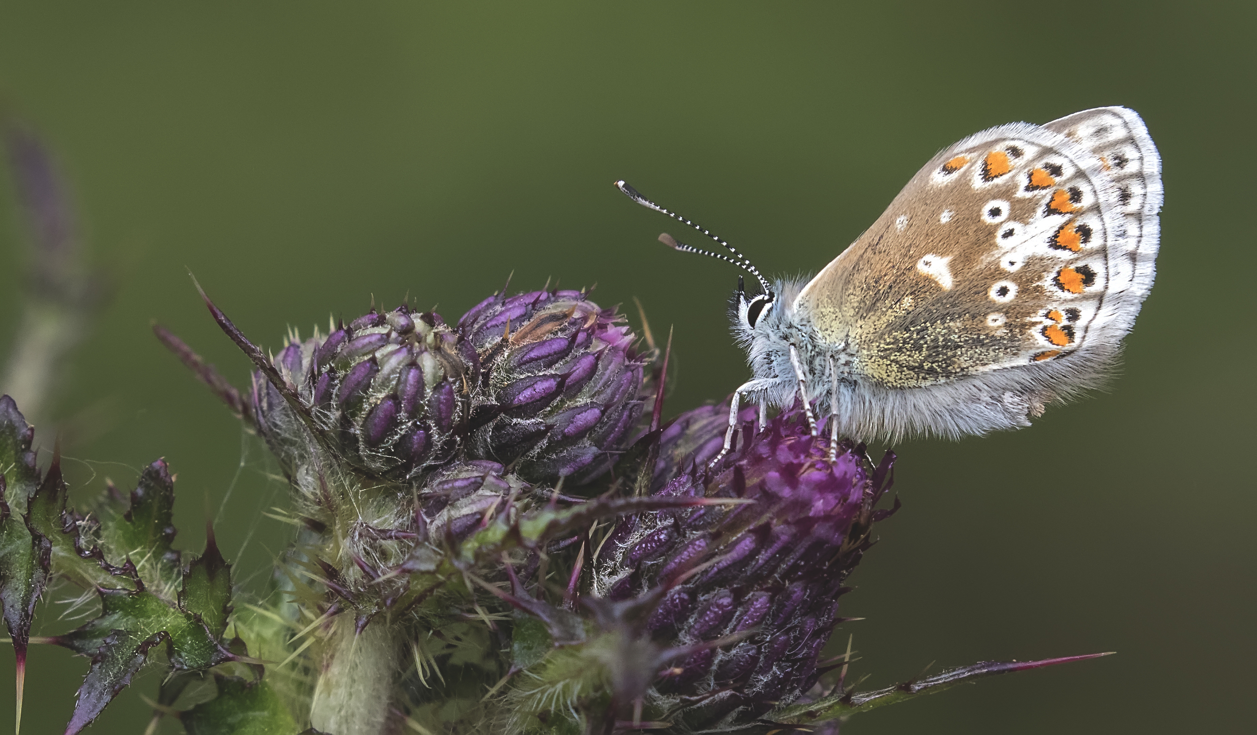 Common Blue 6th June.jpg