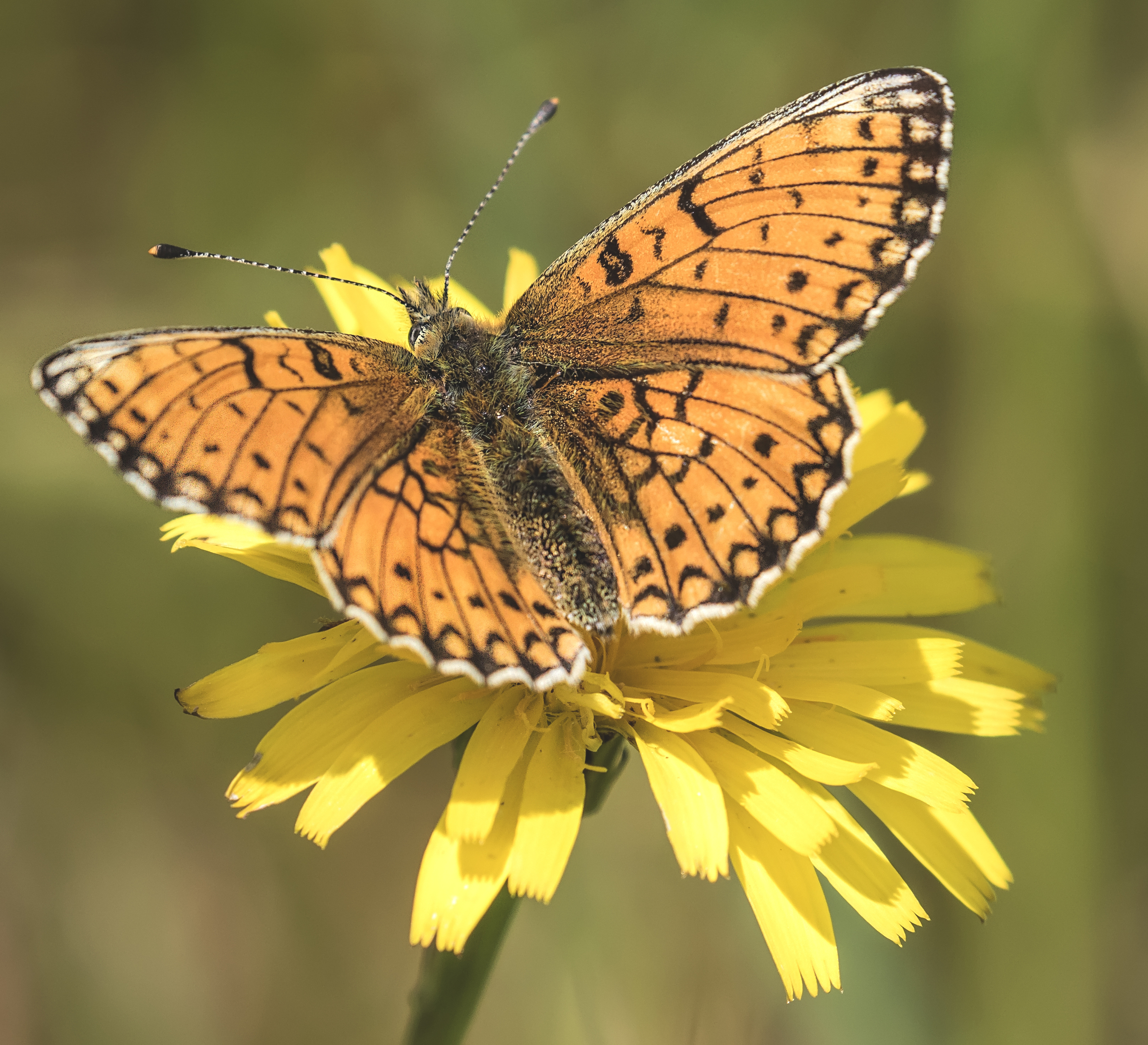 Pearl-bordered Flitillary on Rough Hawks-beard 6th June.jpg