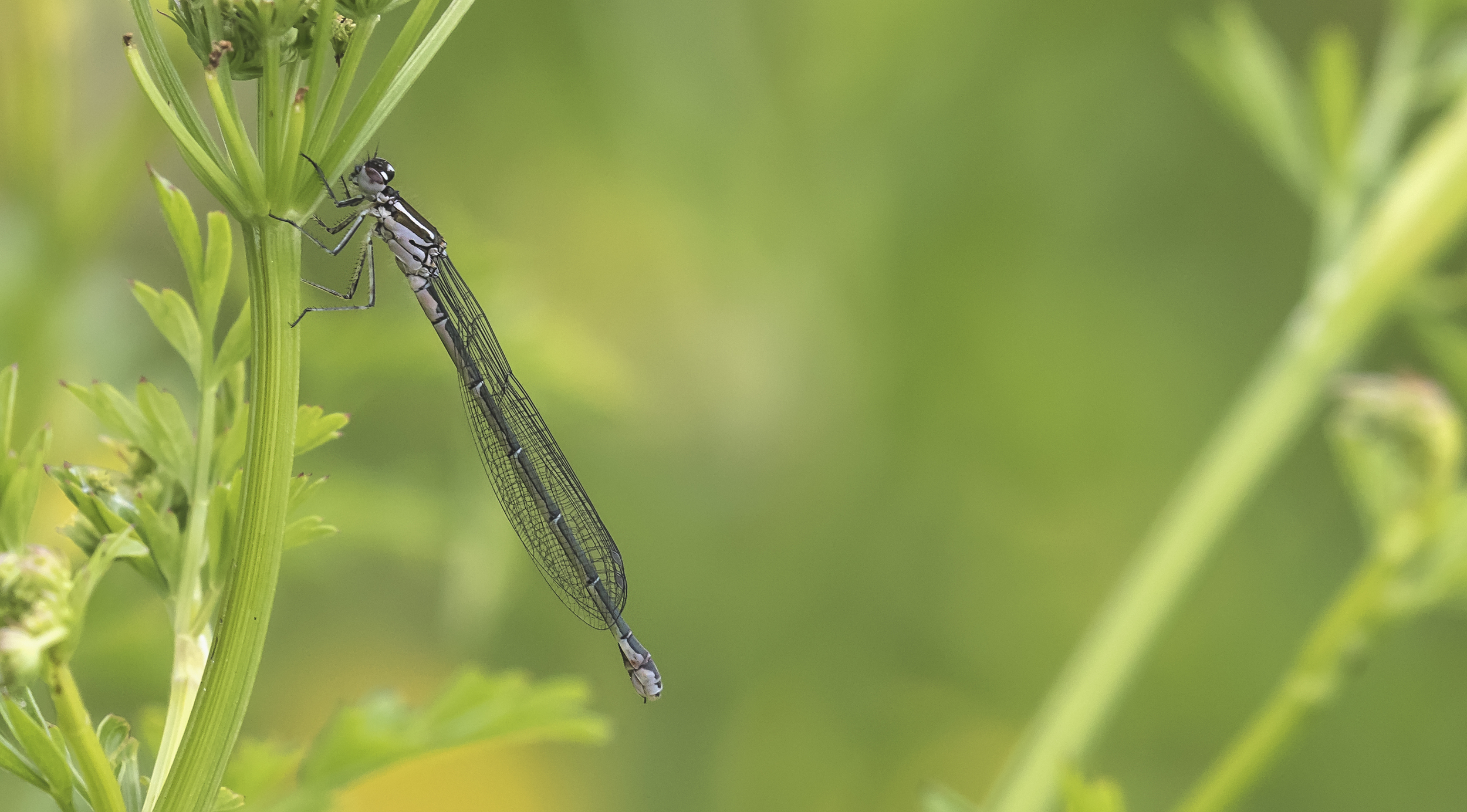 Azure Damselfly 5th June.jpg