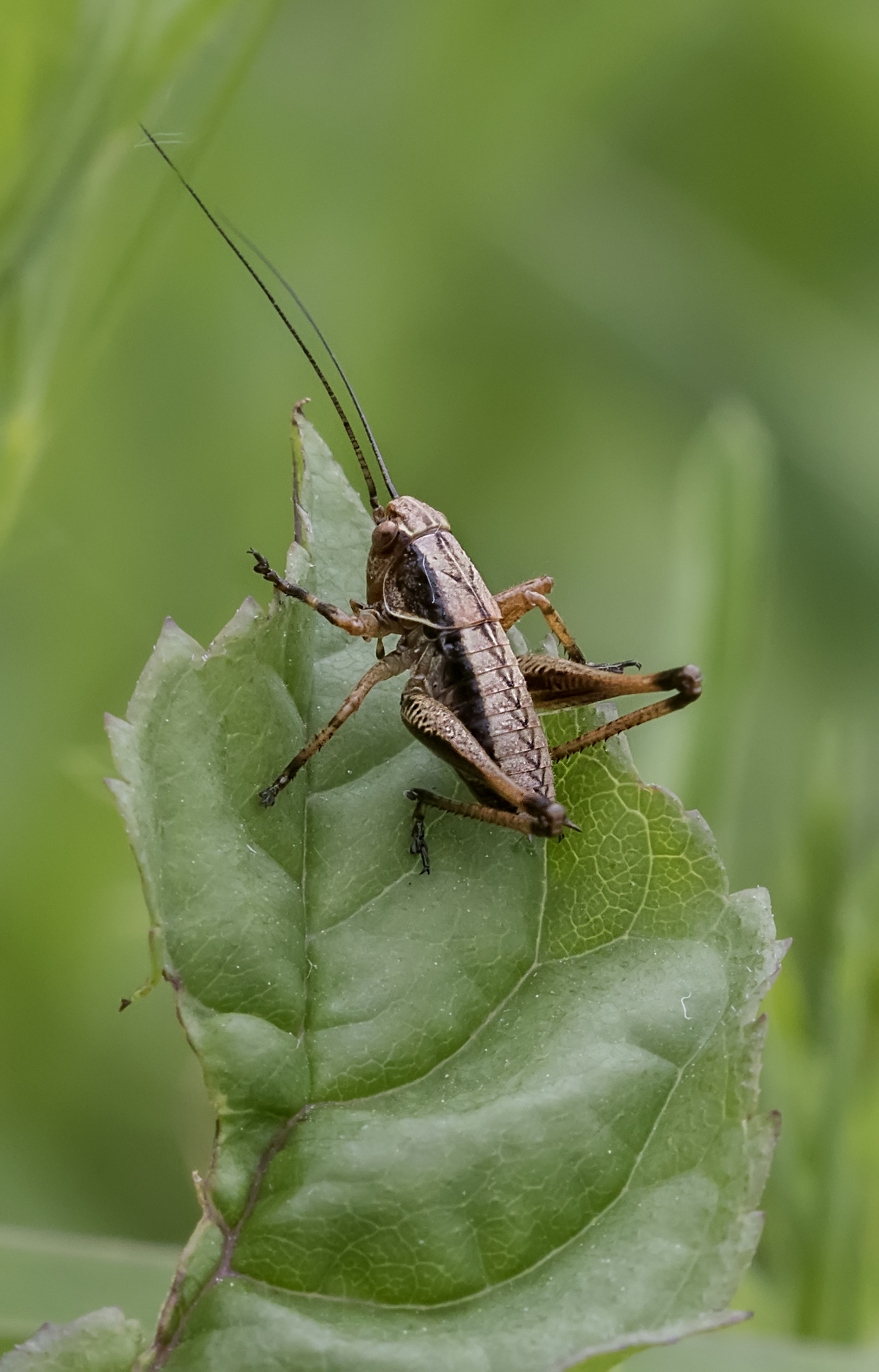 Dark Bush Cricket.jpg