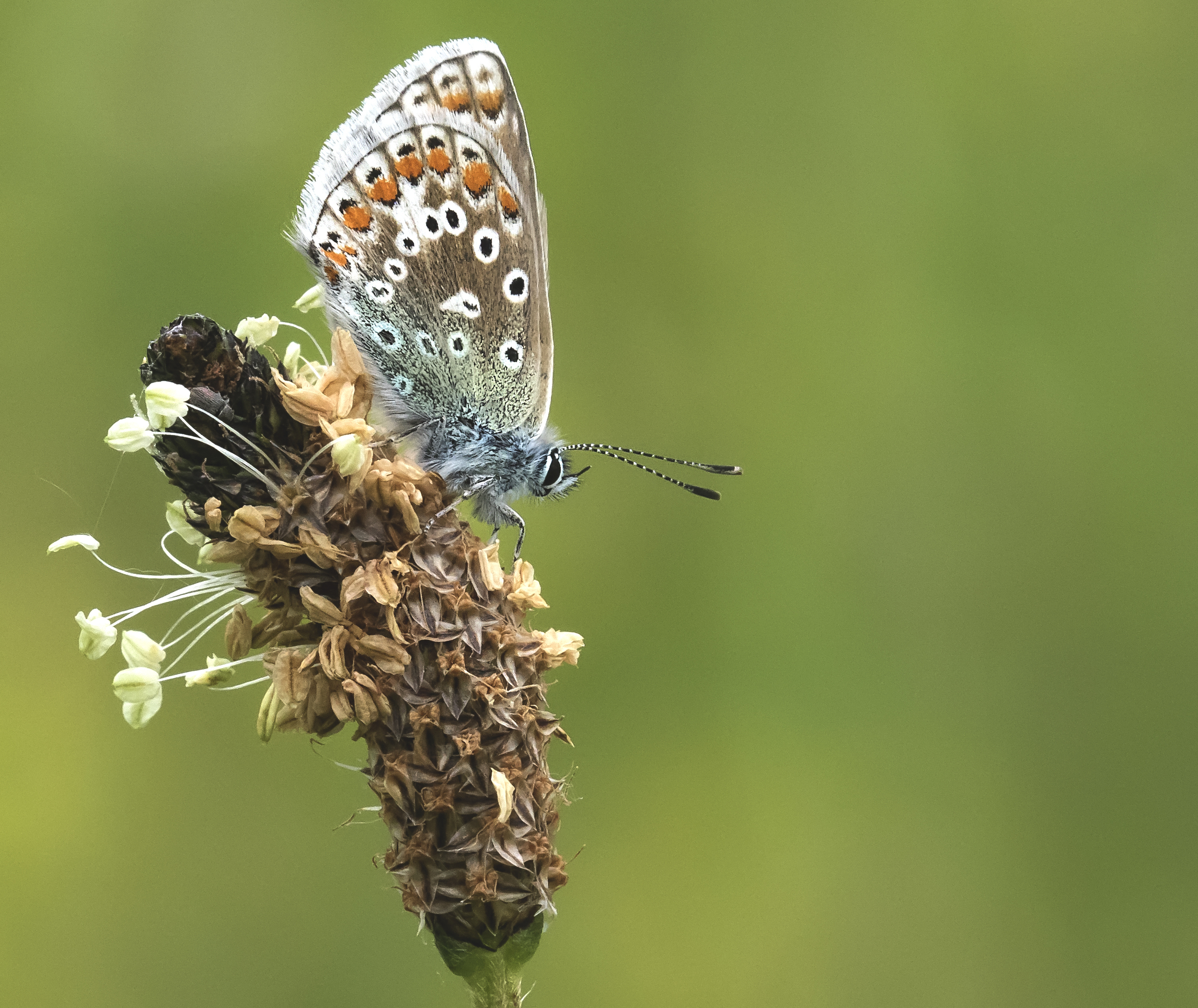 Common Blue 5th June.jpg