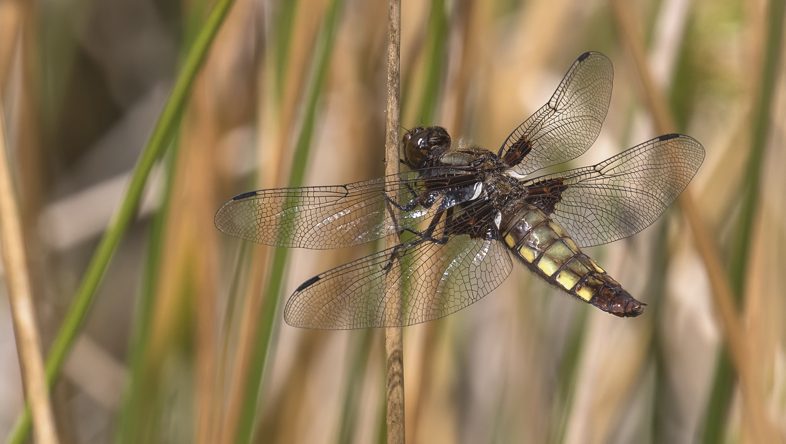 Female Broad Bodied Chaser 27th June.jpg