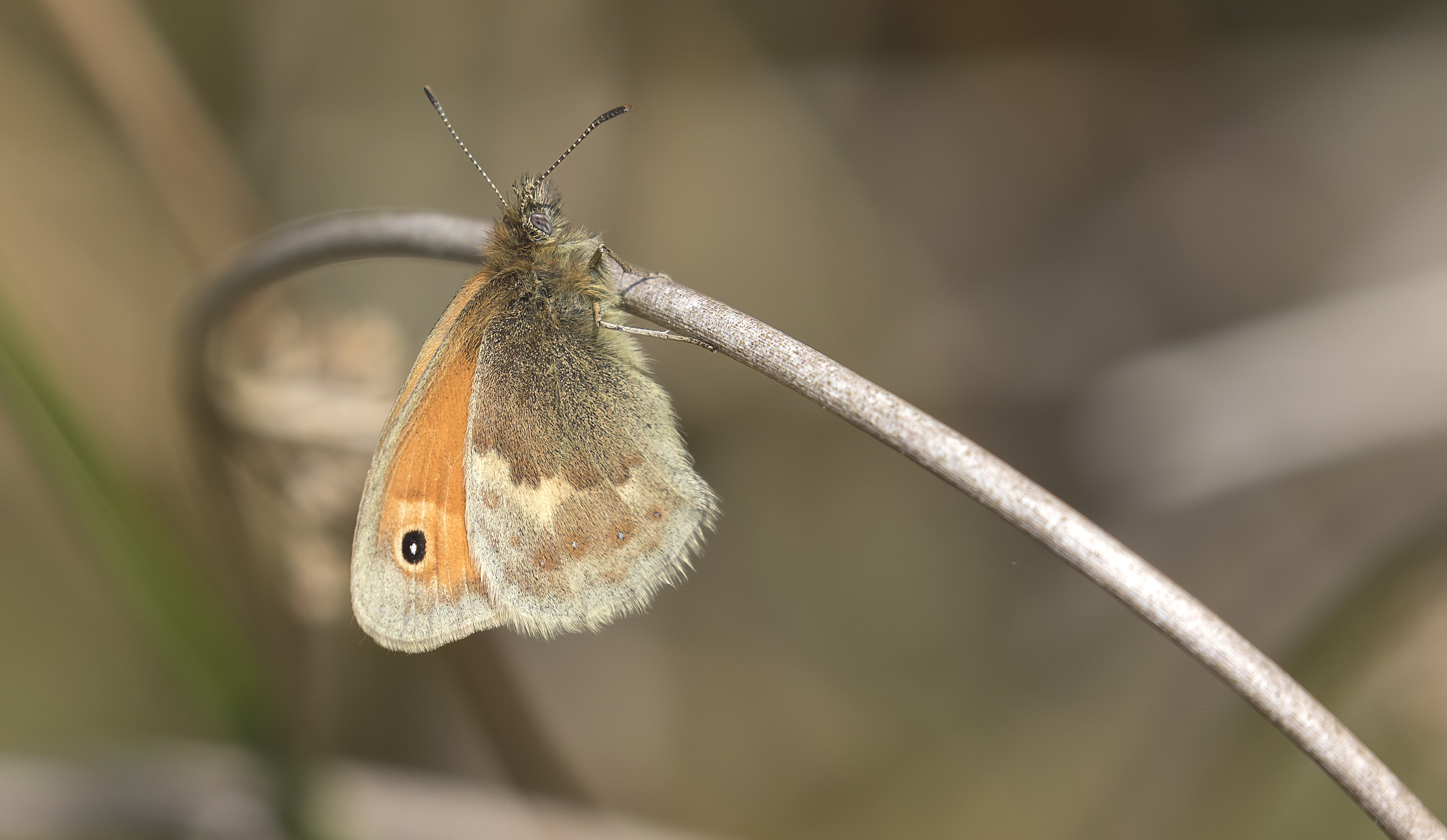 Small Heath Butterfly 27th June.jpg