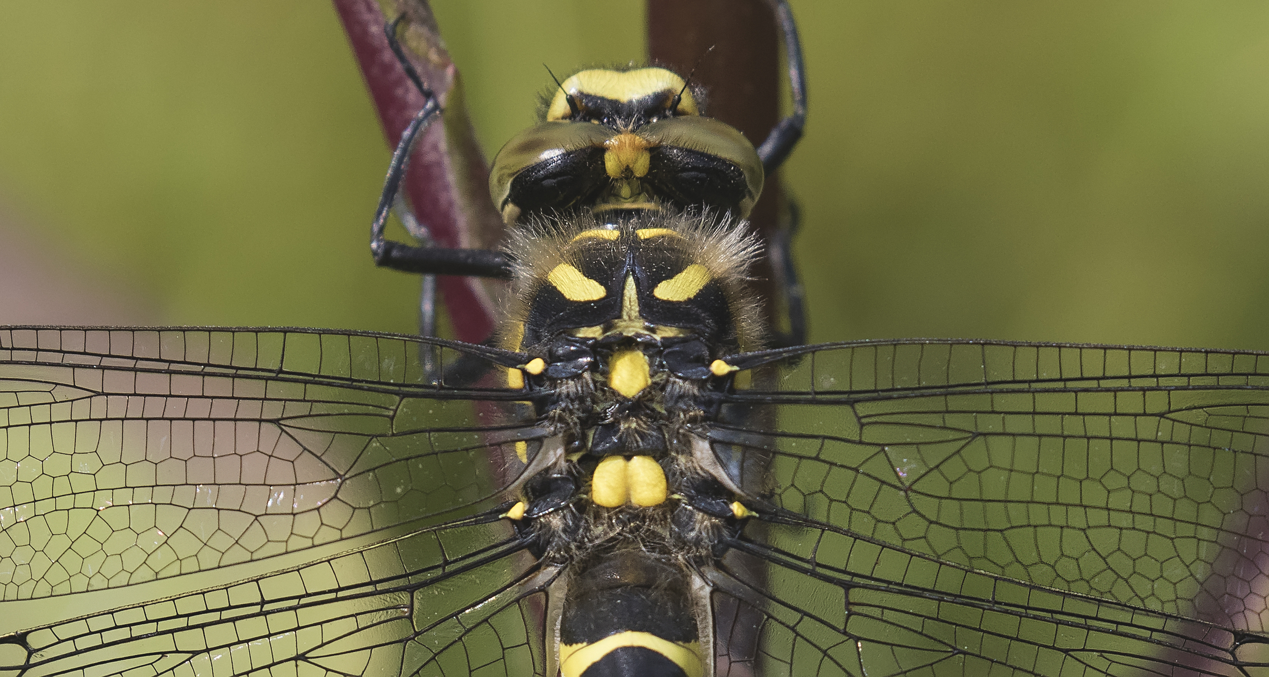 Golden-ringed Dragonfly Crop 27th June.jpg