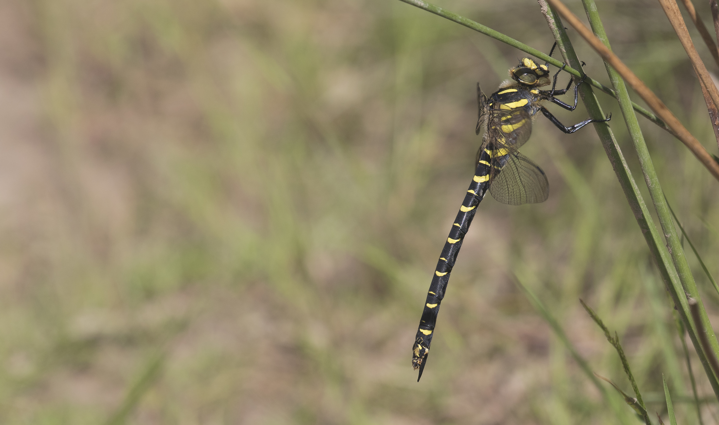 Golden-ringed Dragonfly 27th June.jpg