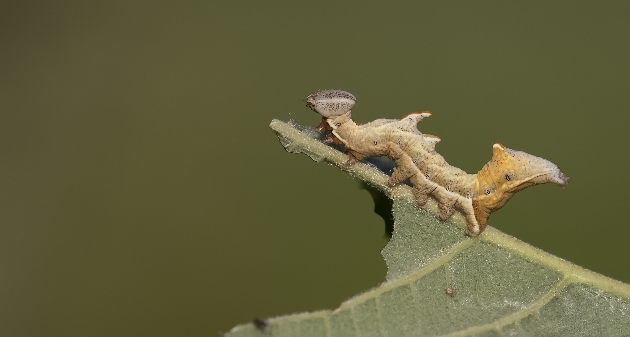 Pebble Prominent Caterpillar  REedit 30th June.jpg