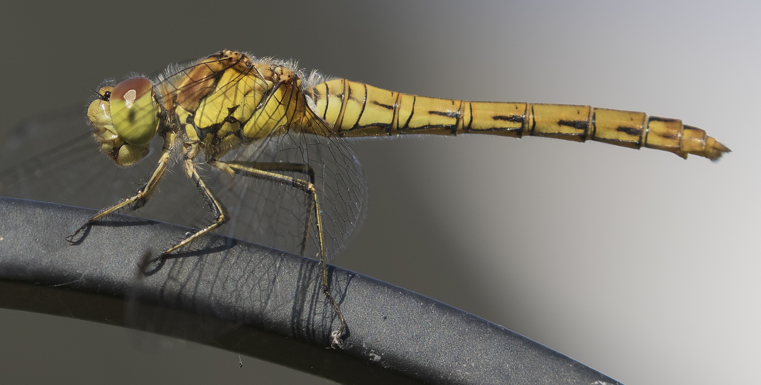 Common Darter House 30th June.jpg