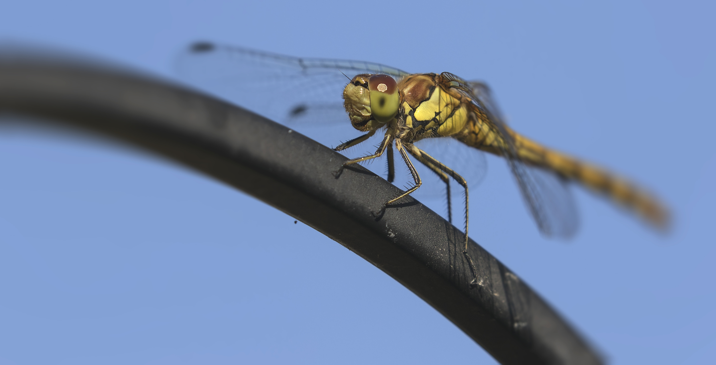 Common Darter 30th June.jpg