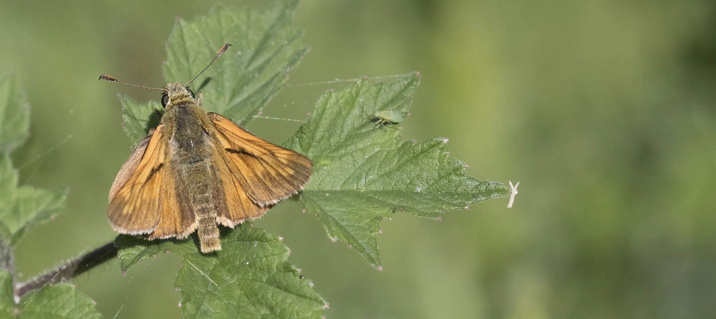 Large Skipper 4th July.jpg