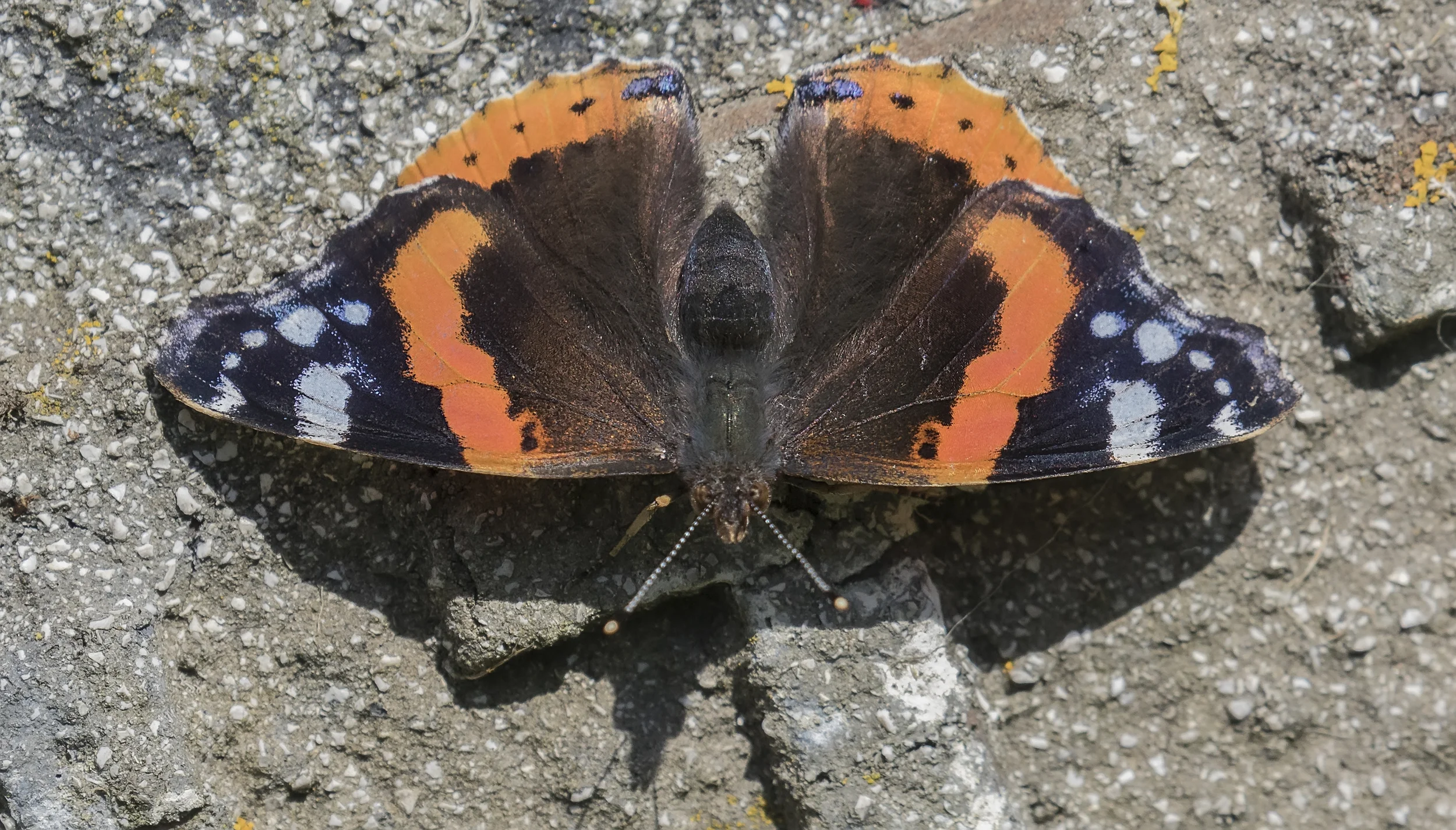 Red Admiral Close 4th July.jpg