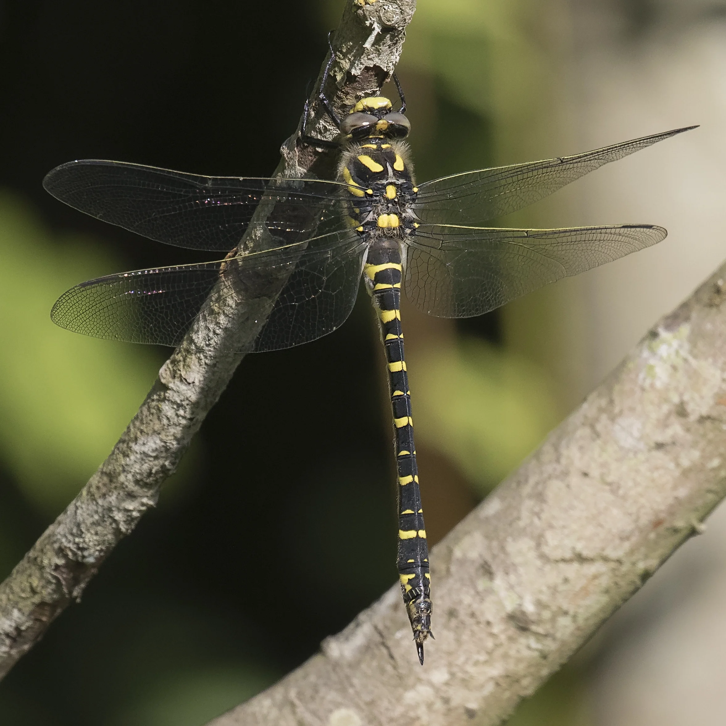 Golden Ringed Dragonfly 2 4th July.jpg