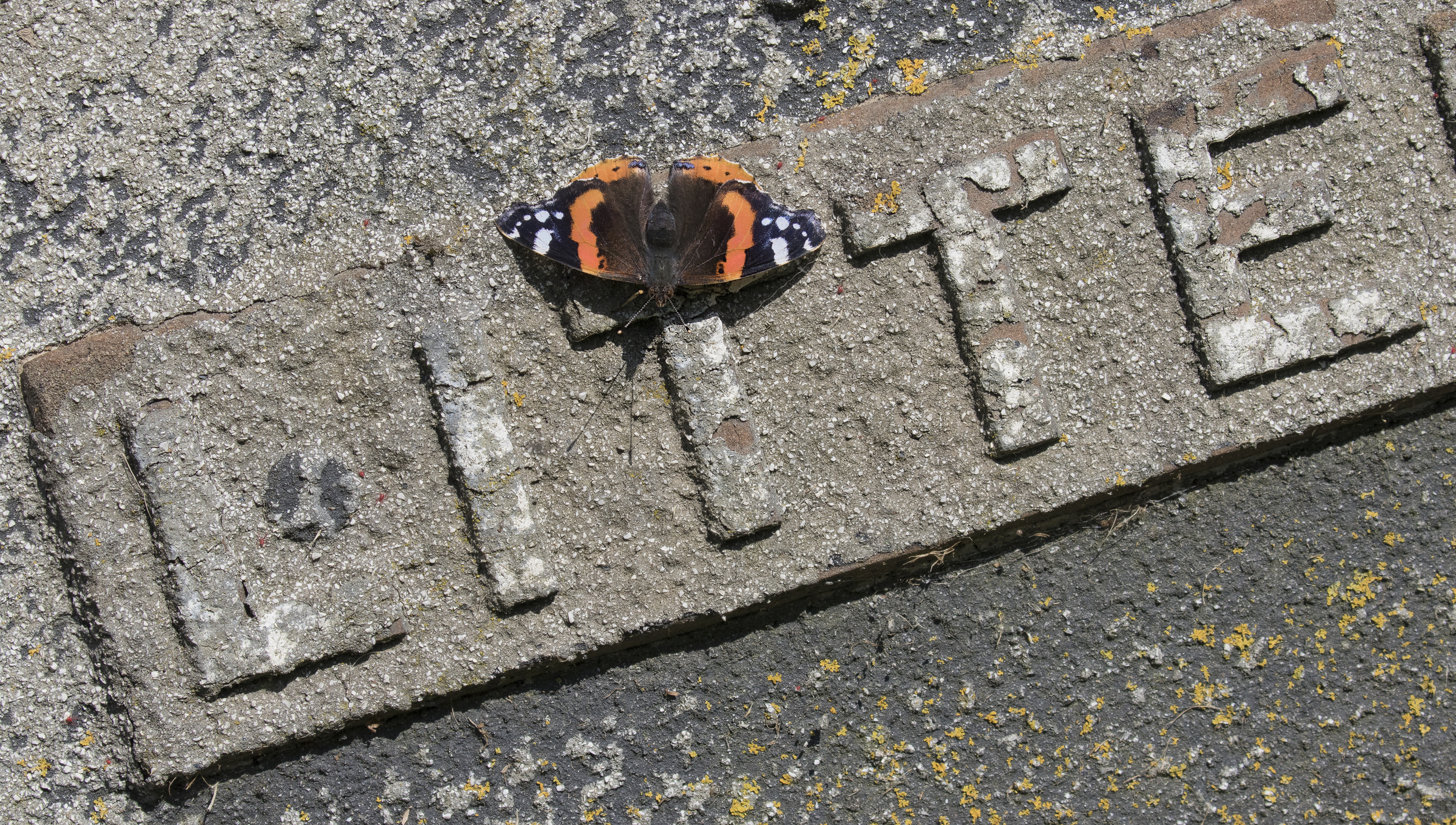 Red Admiral Litter Bin 4th July.jpg