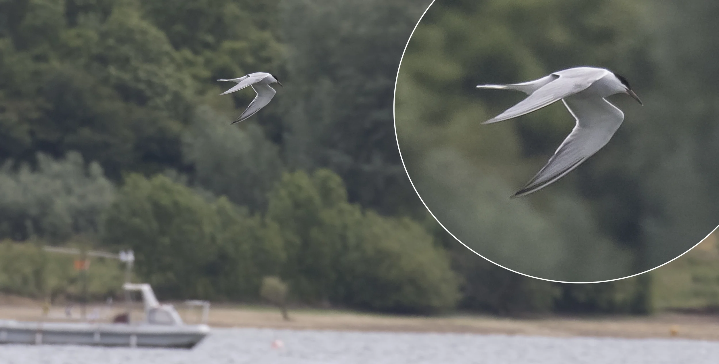 Tern Close Up 4th July.jpg