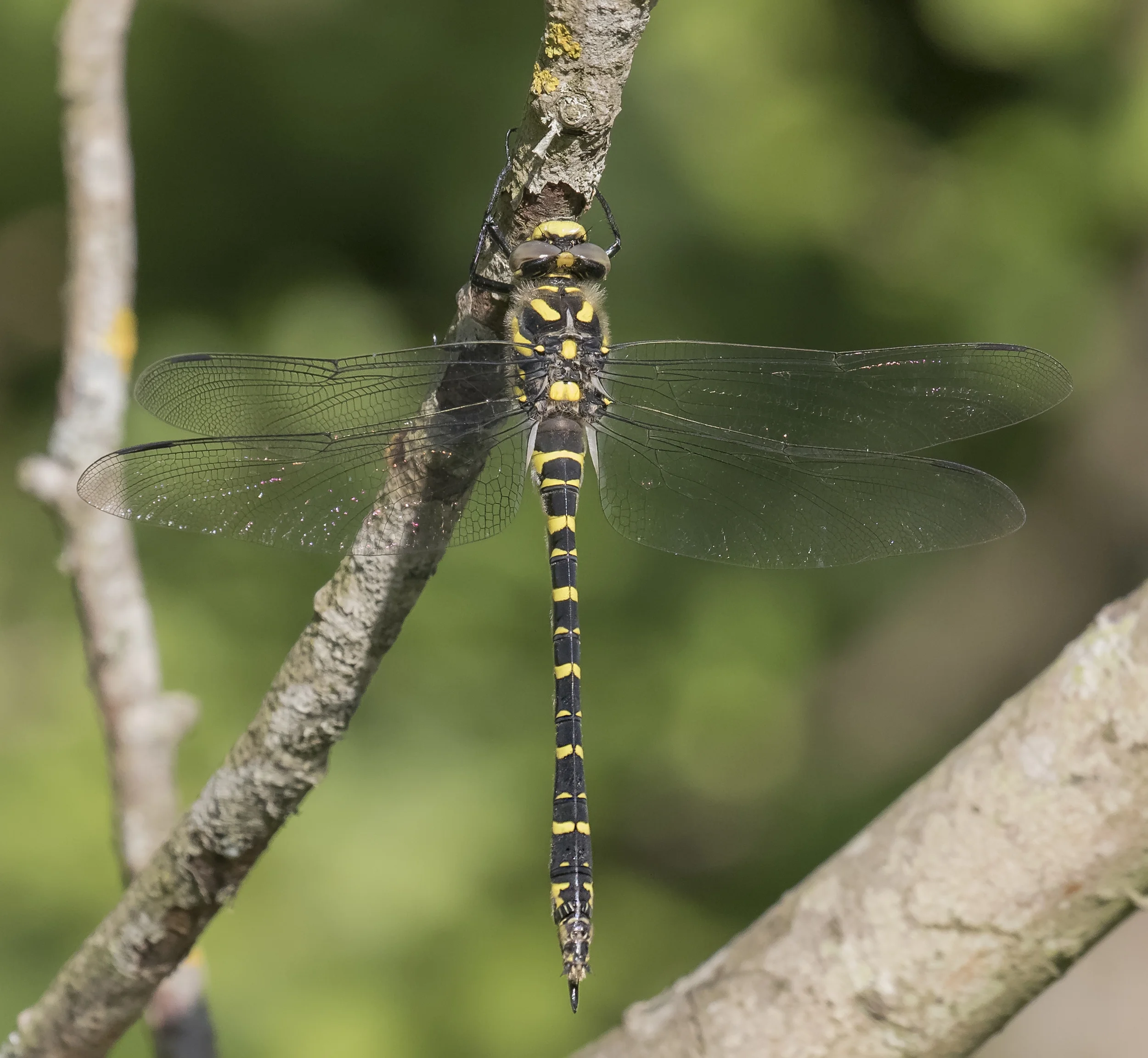 Golden Ringed Dragonfly 4th July.jpg