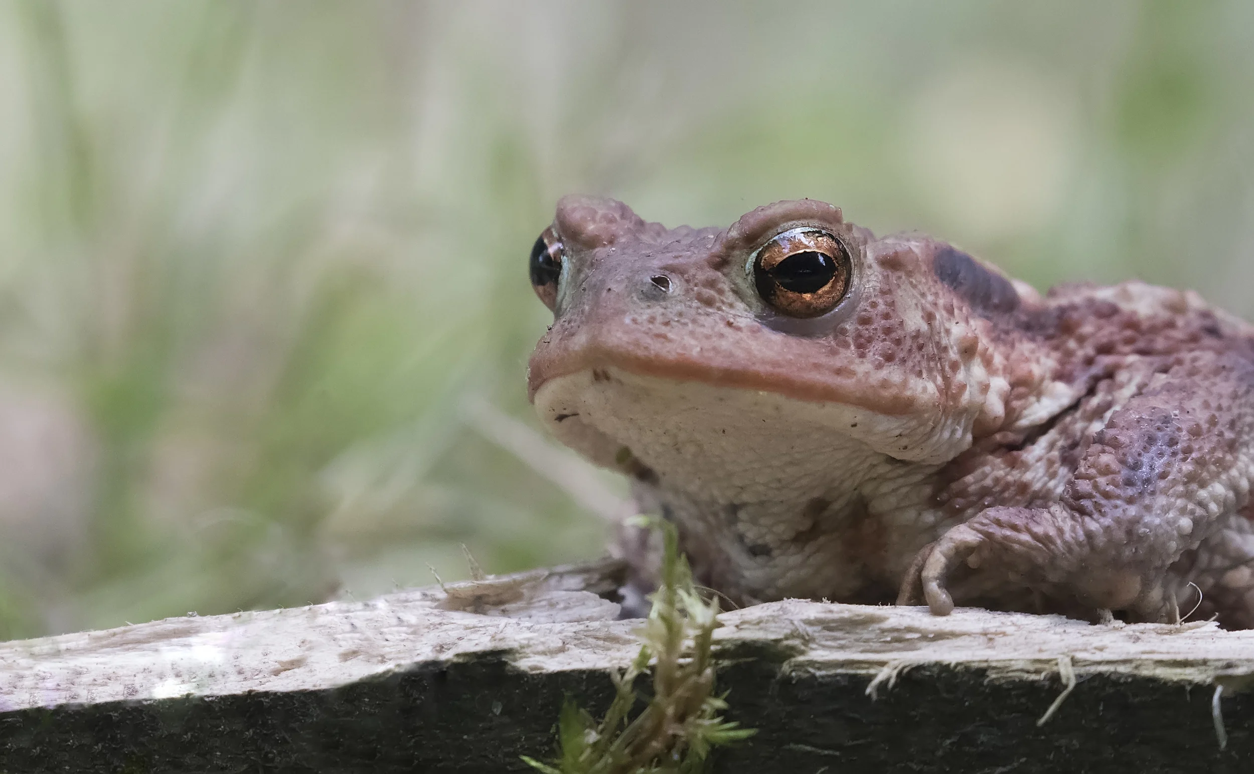 Toad Llandegfedd 4th July.jpg