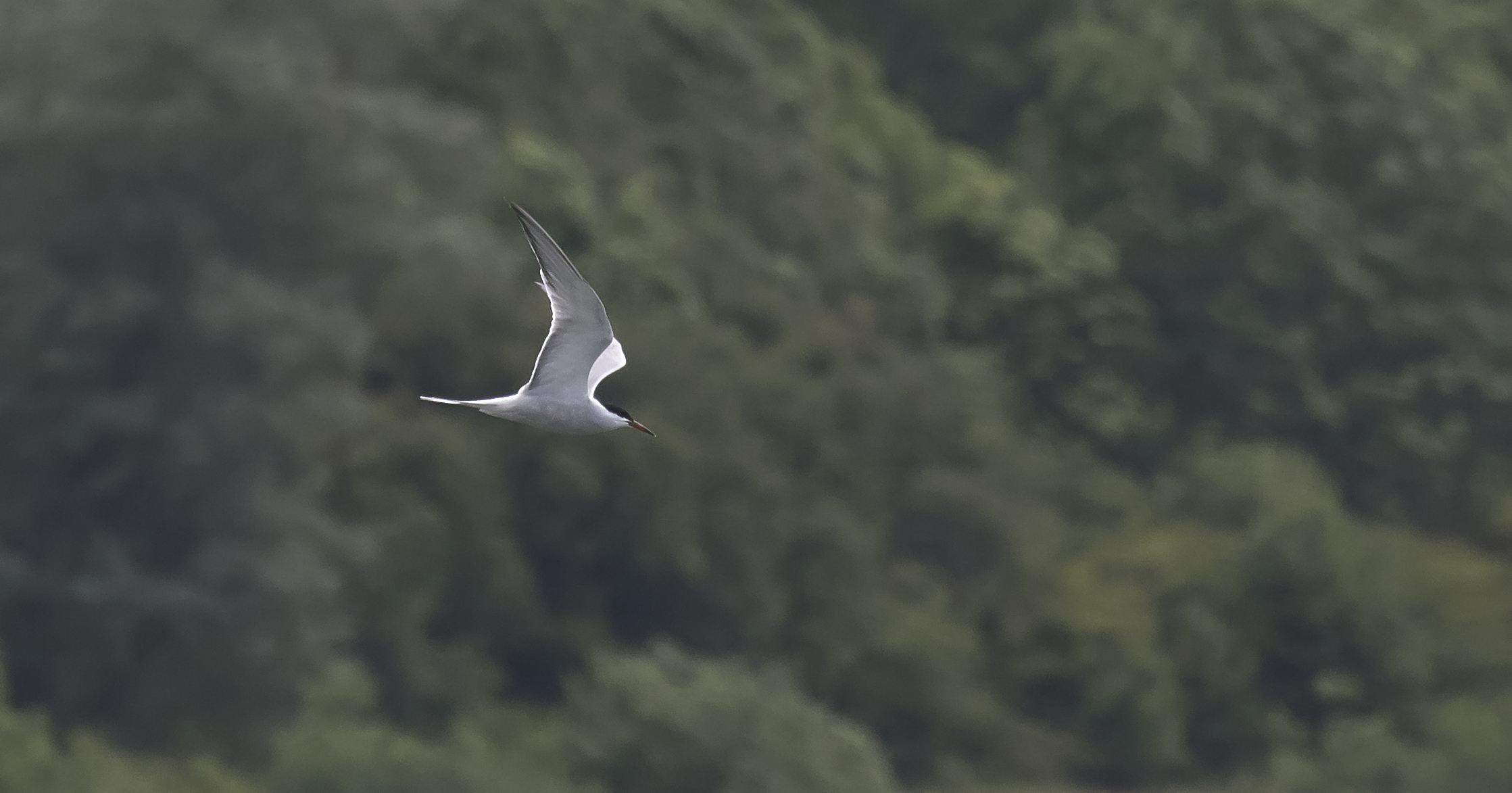 Artic Tern 4th July.jpg