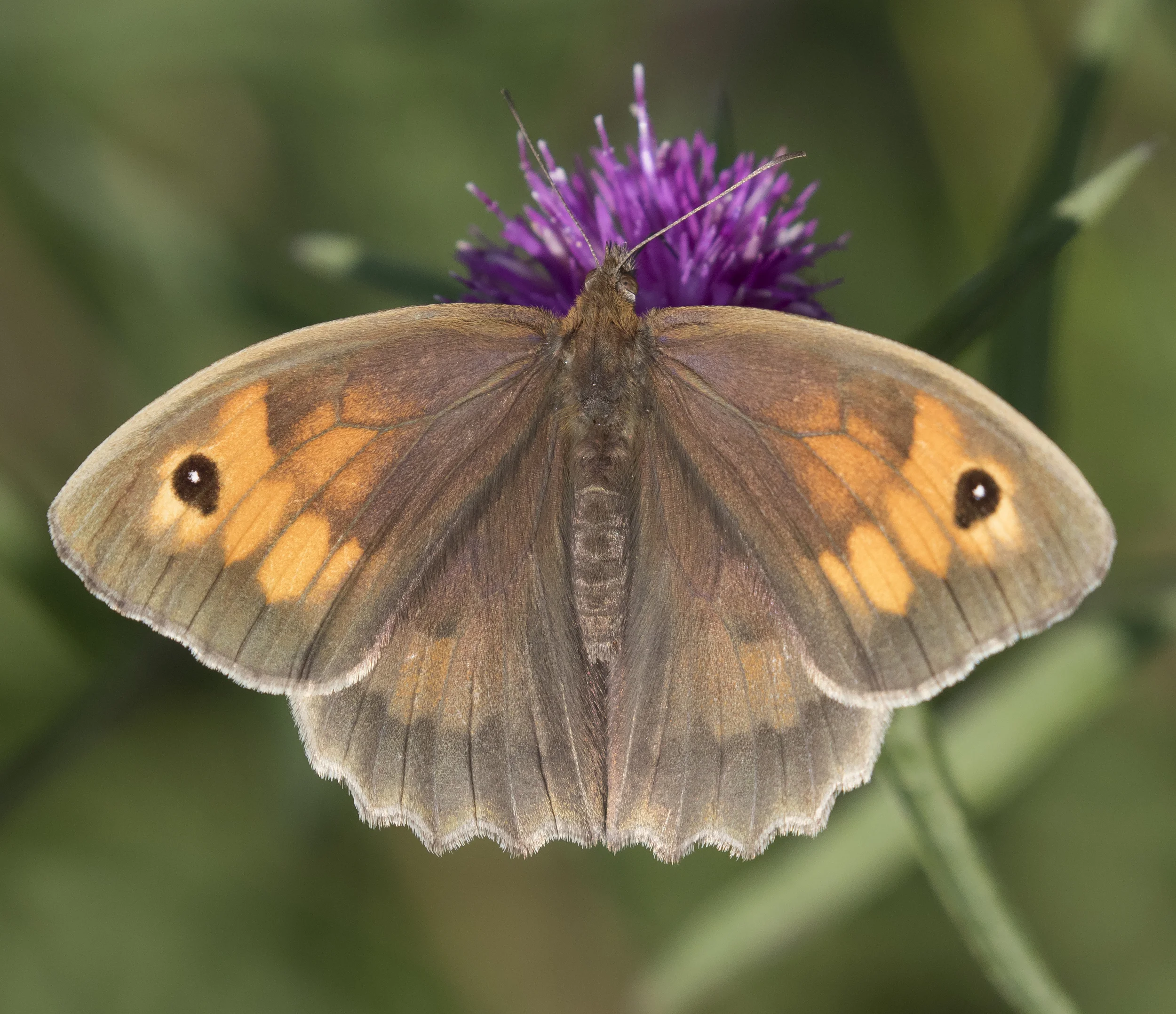 Meadow Brown Open 9th July.jpg