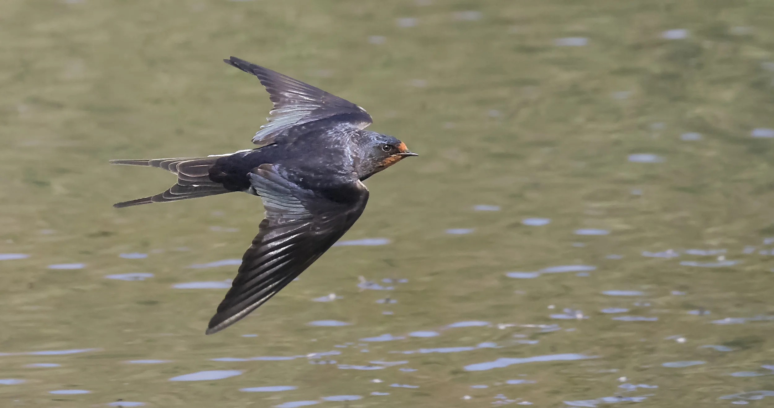 Swallow Crop 9th July.jpg