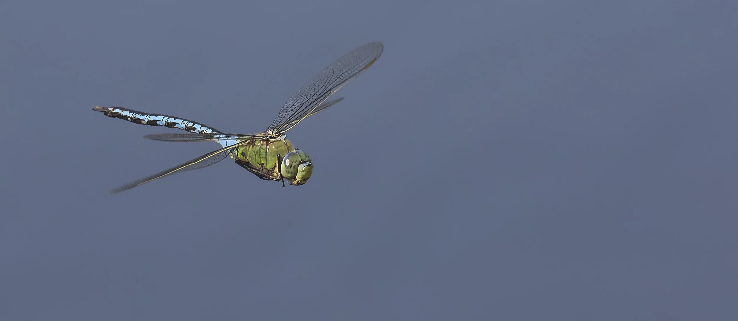 Male Emperor Wide 9th July.jpg