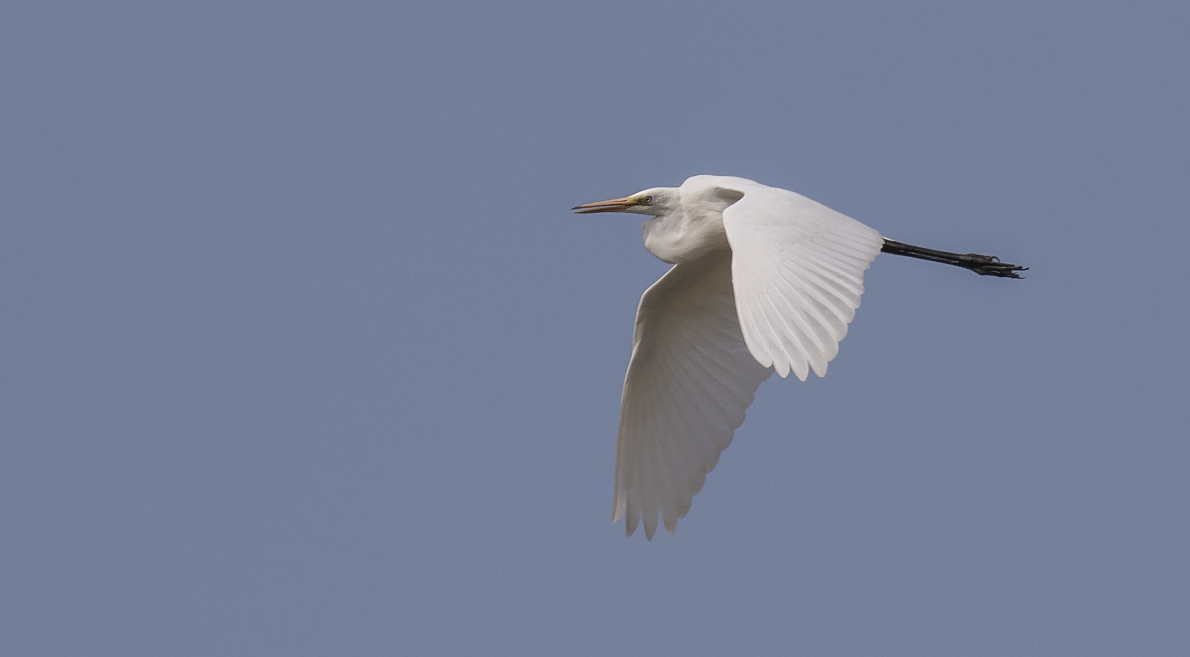 Great White Egret Flight 10th July.jpg