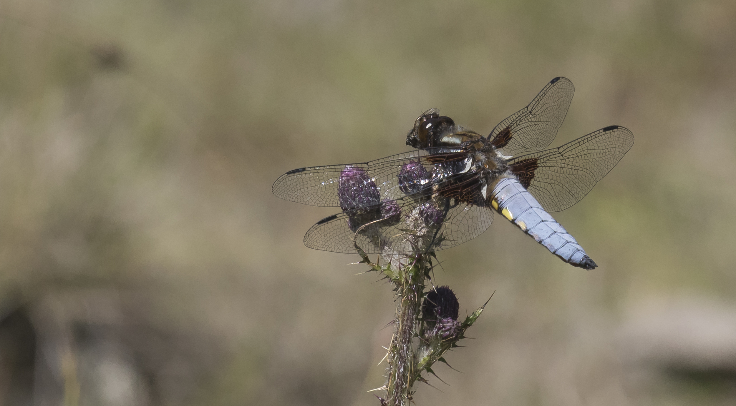 Male Broad-Bodied Chaser 10th July.jpg