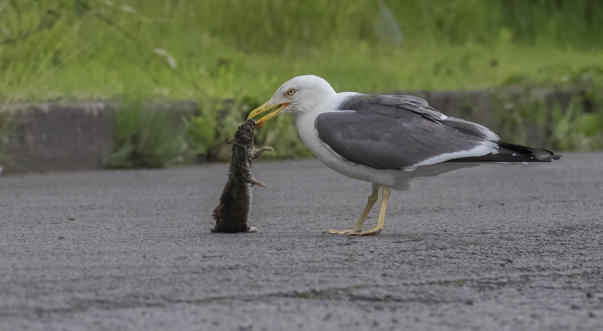 Lesser Black-backed Gull eating Rat