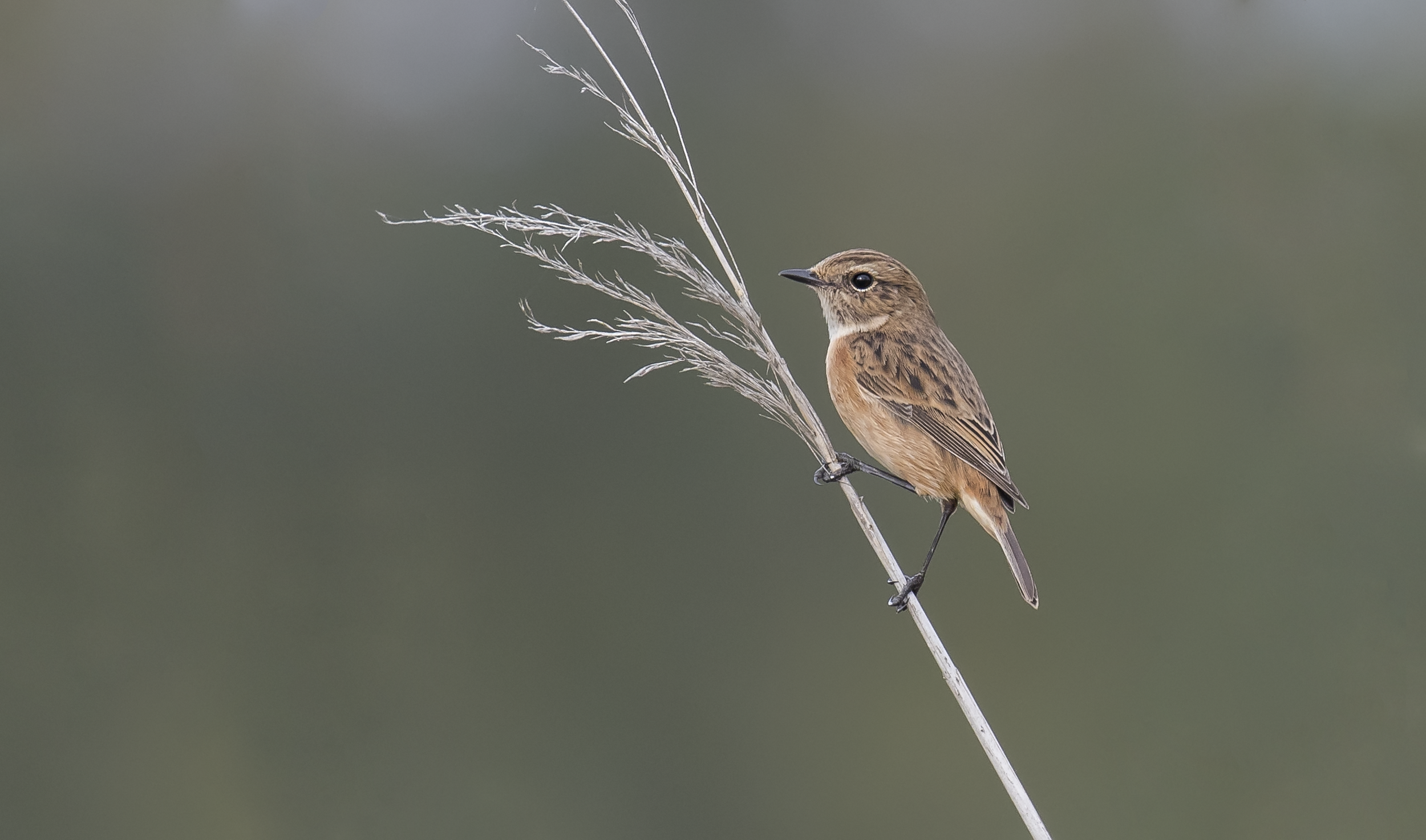 Female Stonechat 18th October.png