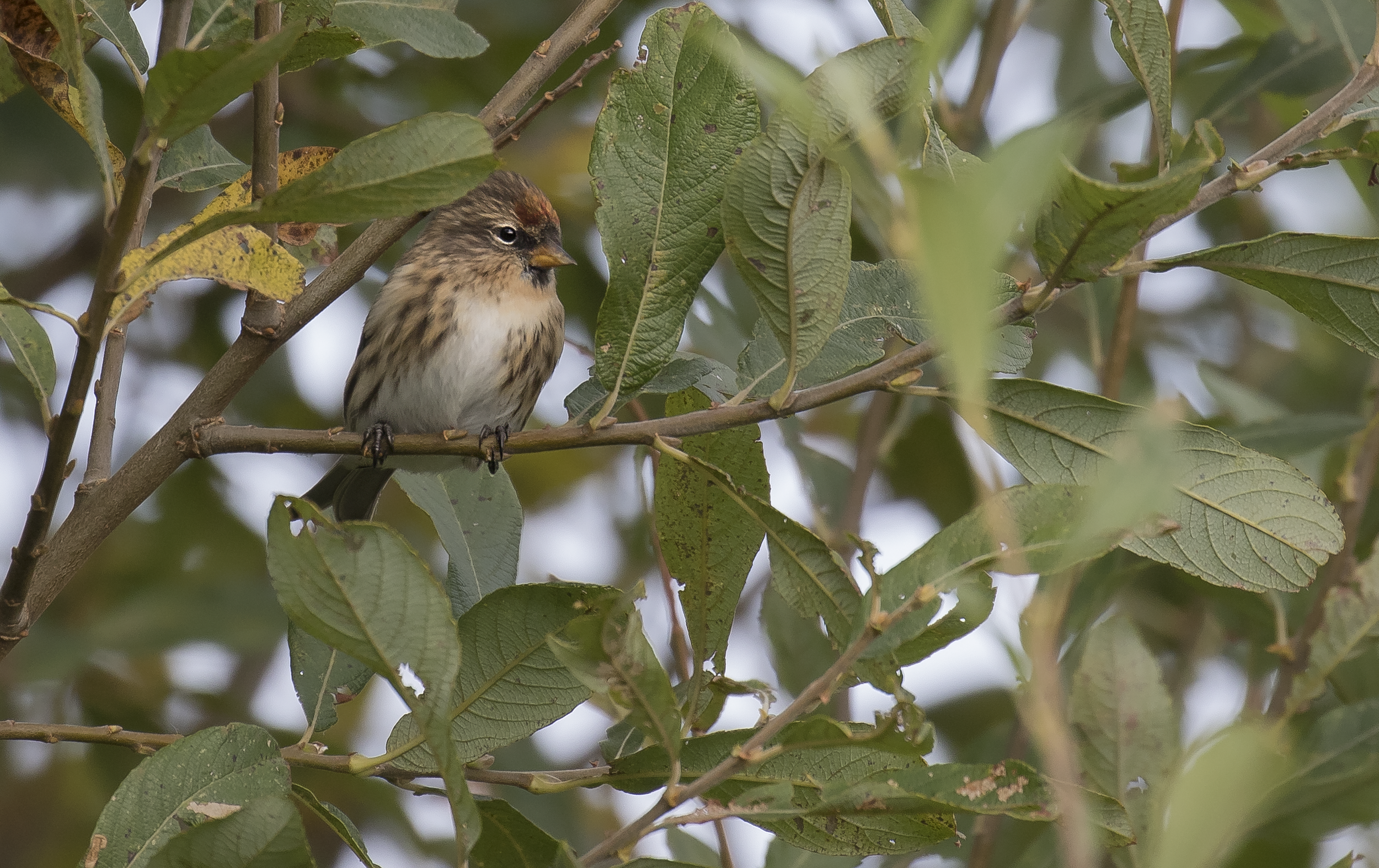 Redpoll 18th October.png