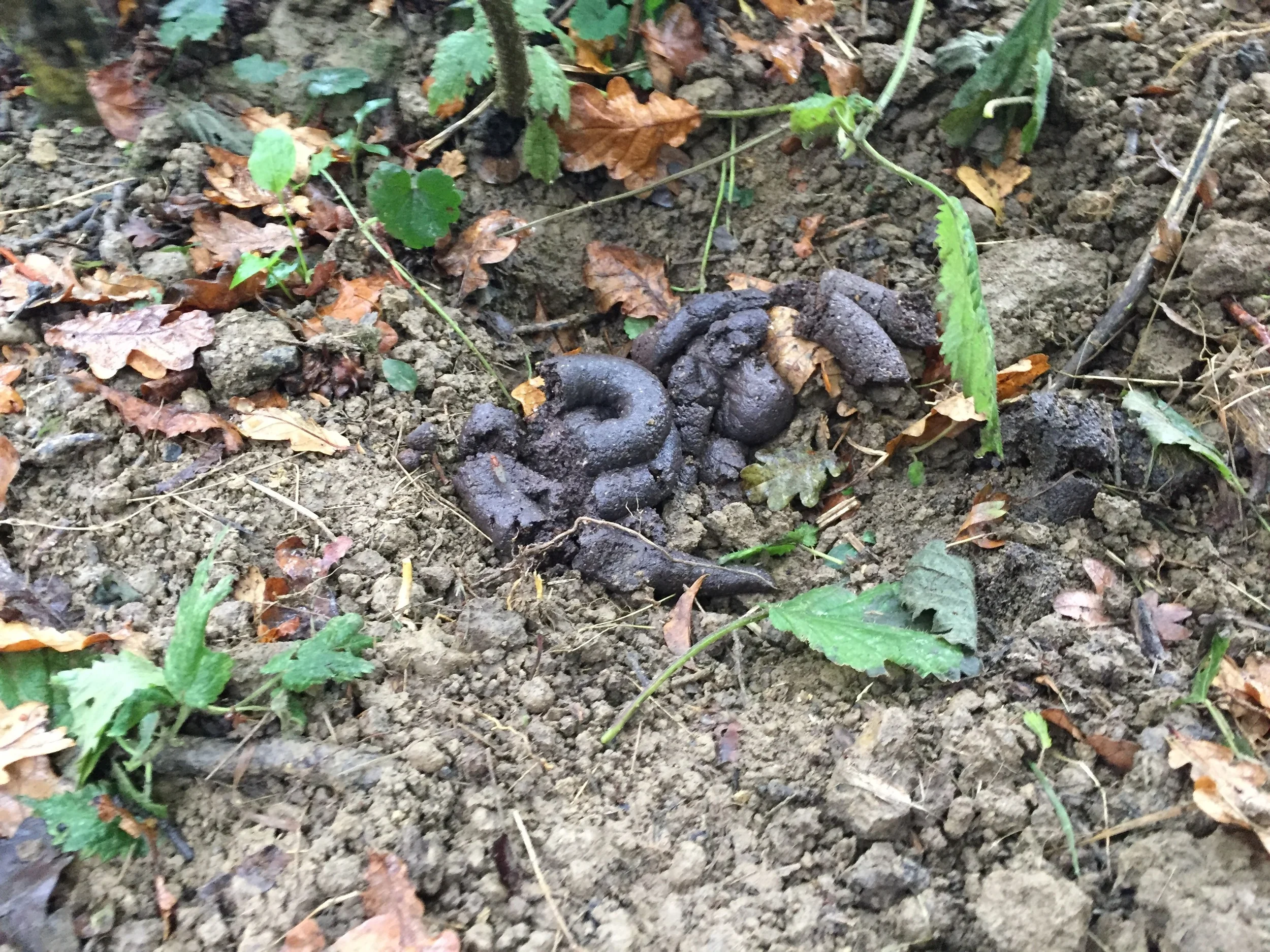 Badger poo