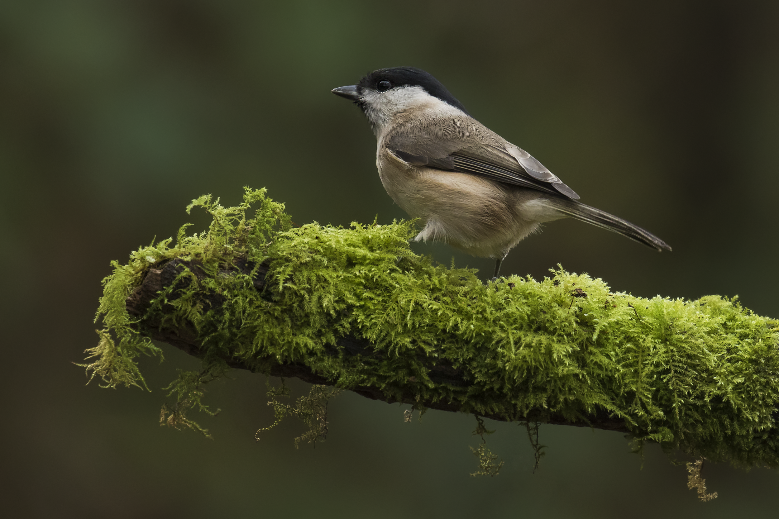 Marsh Tit 4th December.png