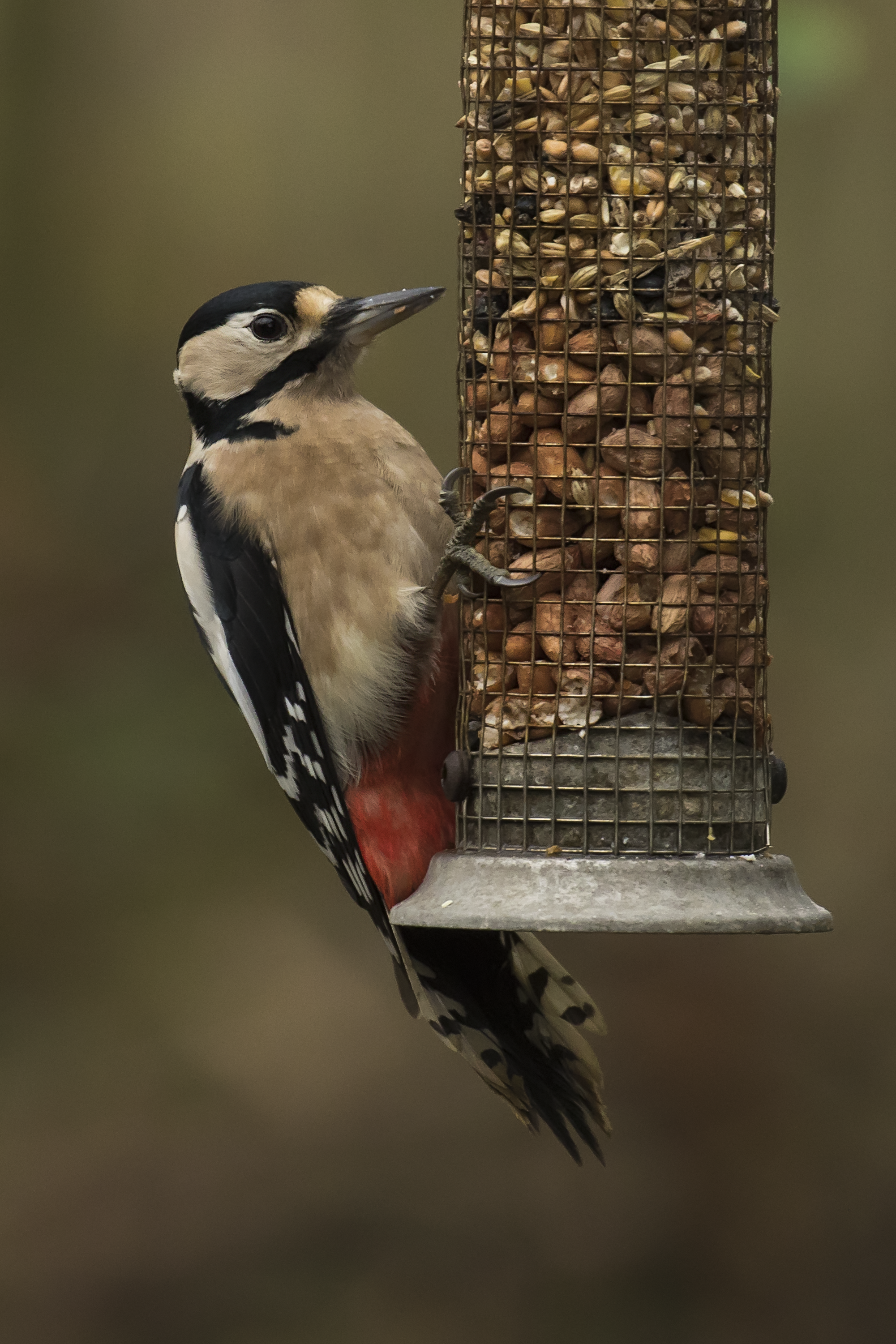 Great Spotted Woodpecker 3 December.png