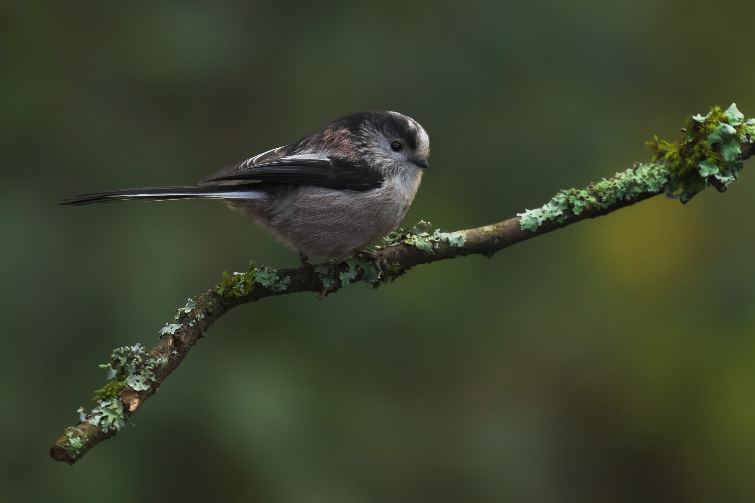 Long-tailed Tit 24th December.png