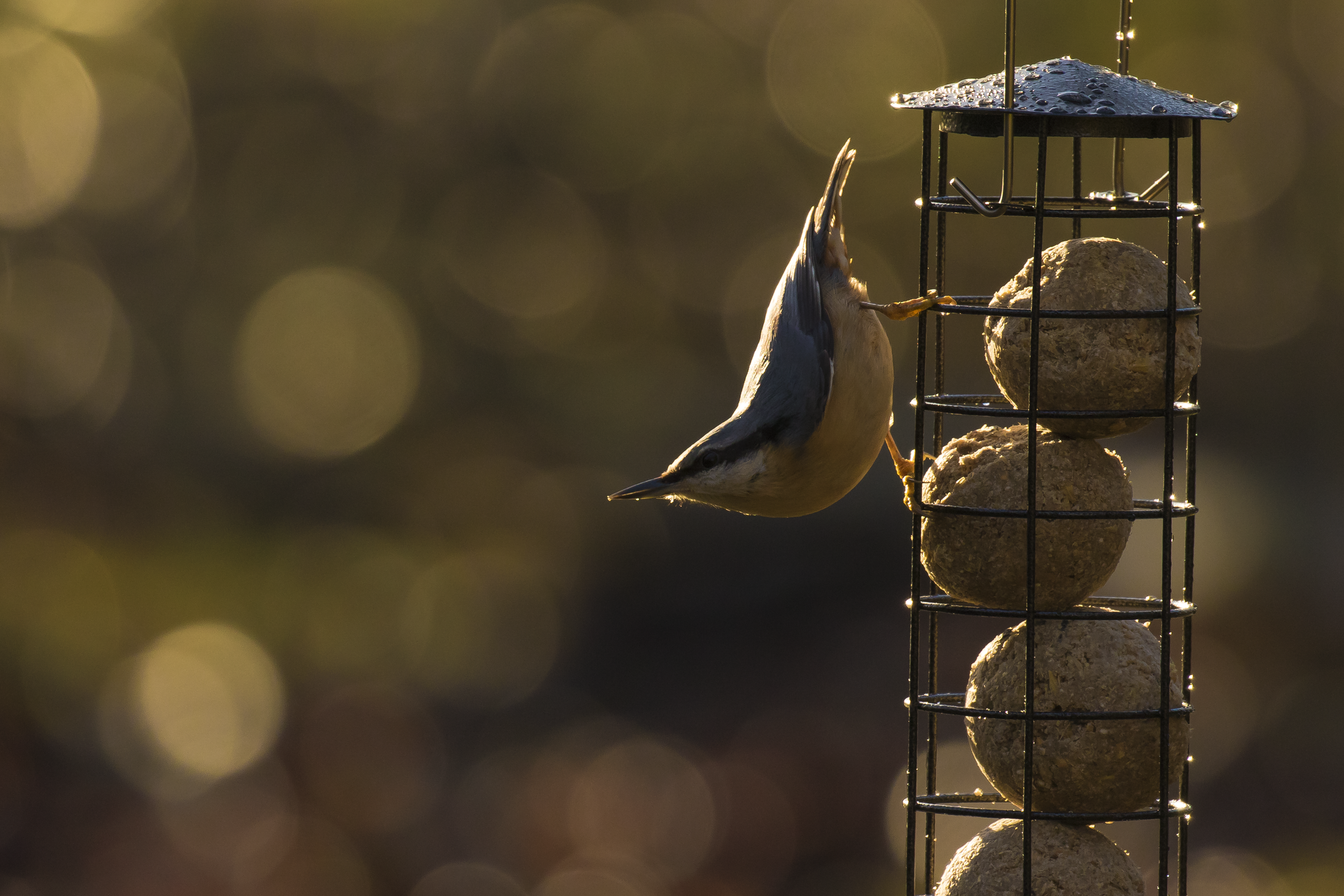 Nuthatch Feeders 24th December.png