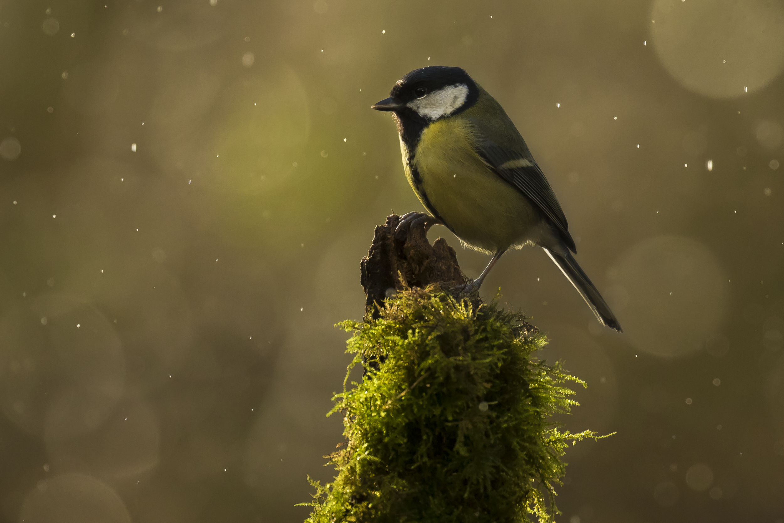 Great Tit Rain 24th December.png