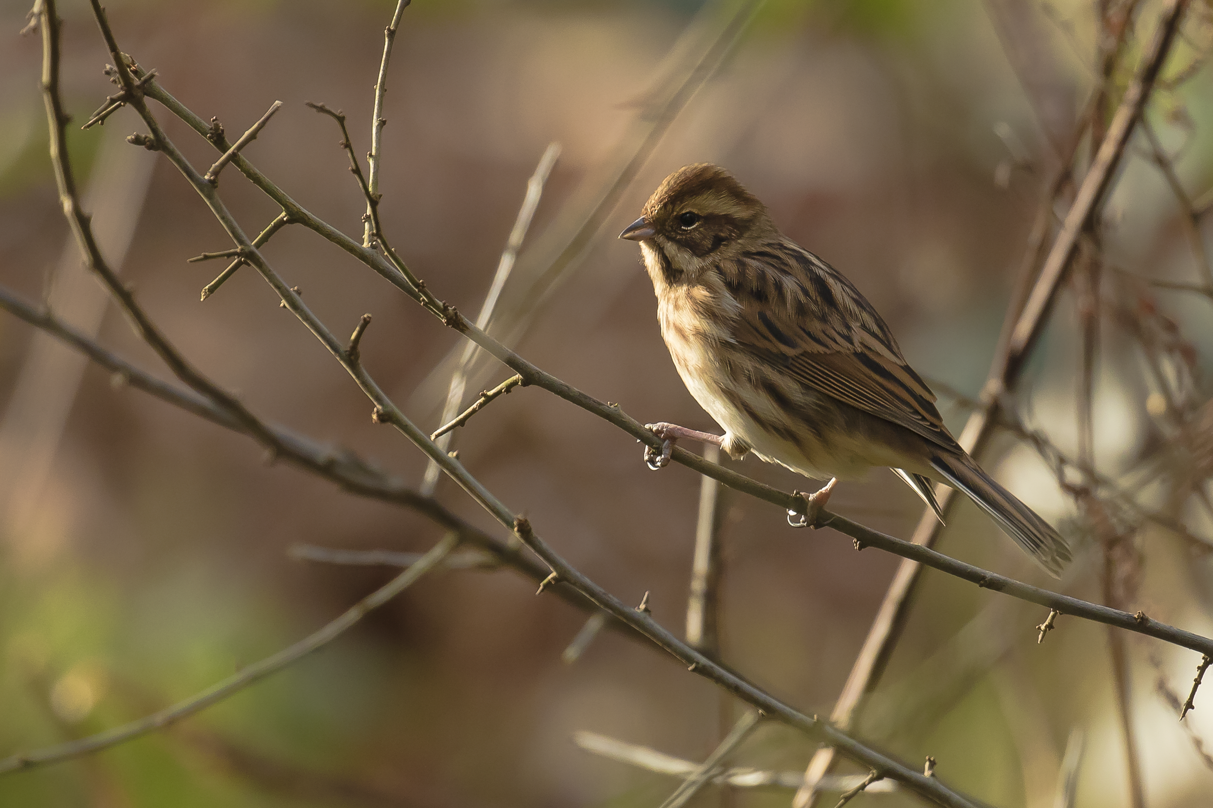 Reed Bunting 24th December.png