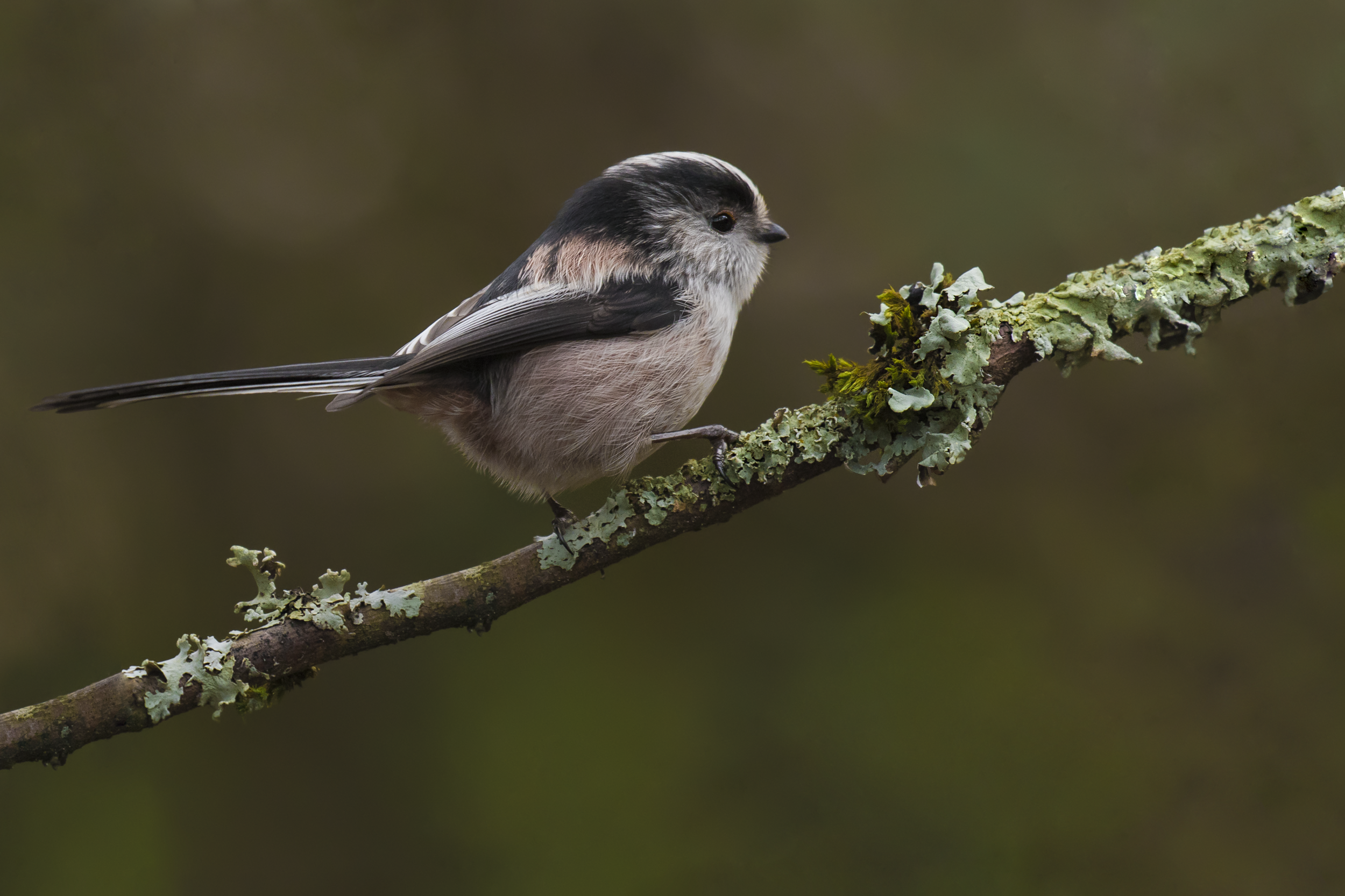 long-tailed Tit 