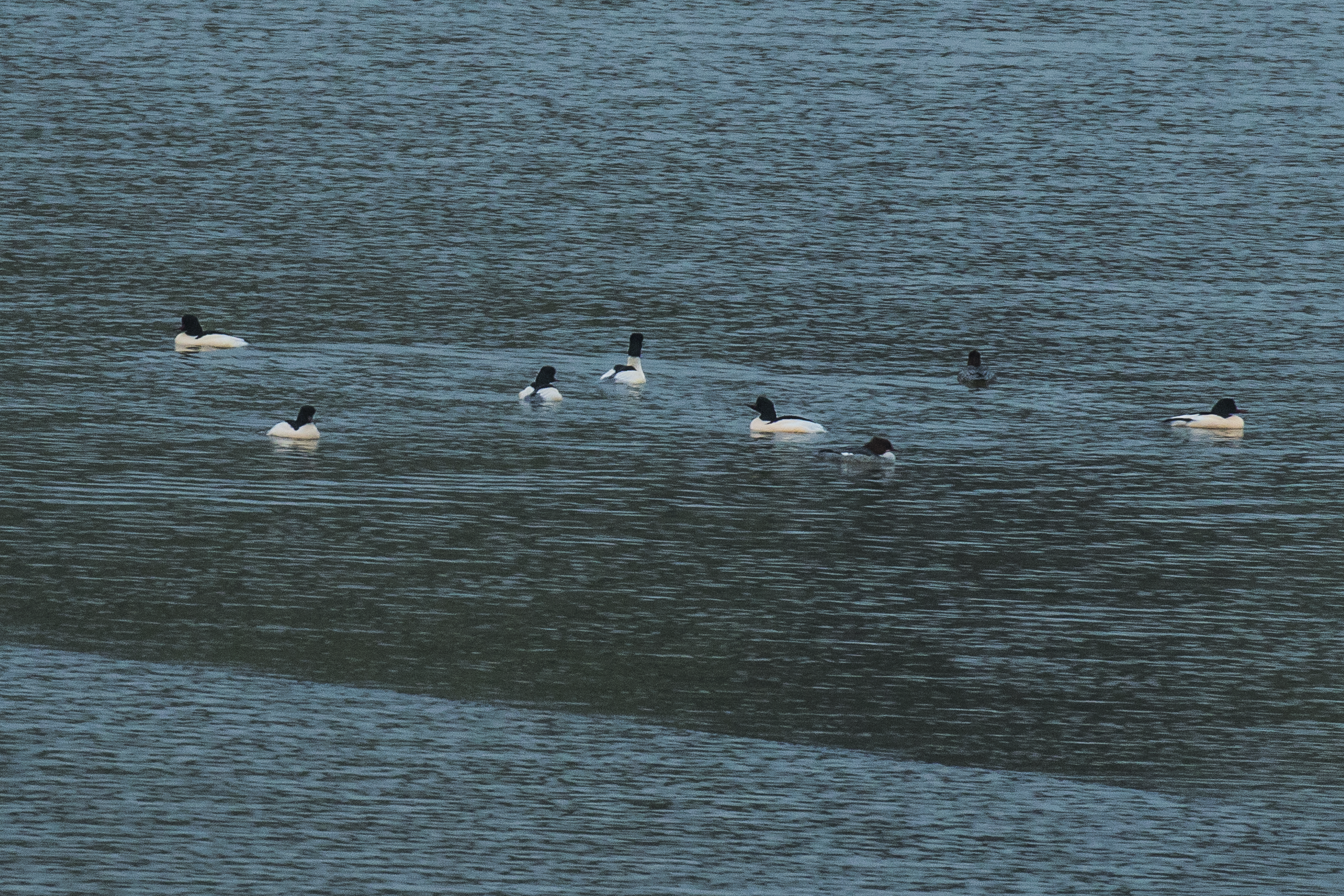 Goosander 27th December.png