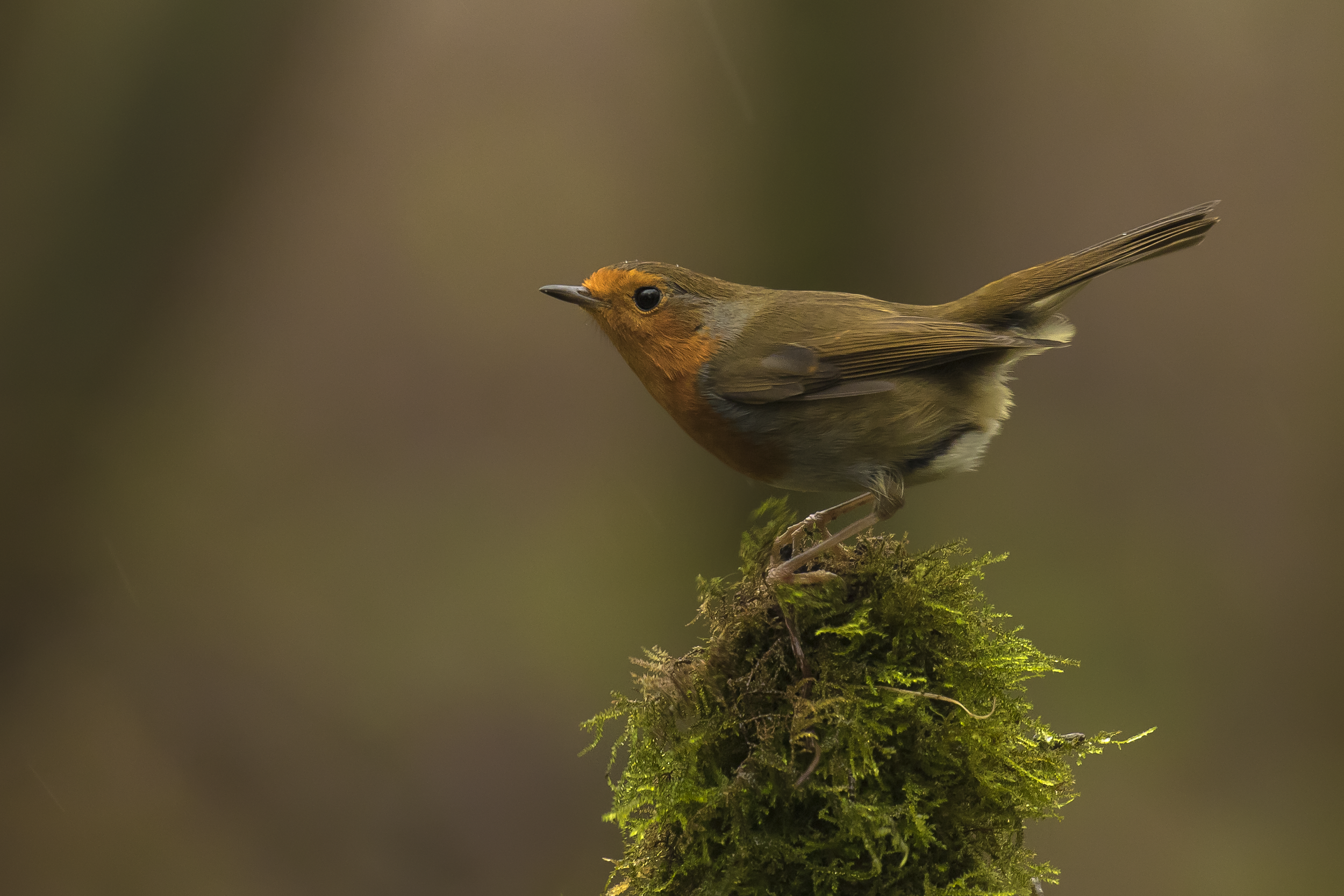 Robin 27th December.png