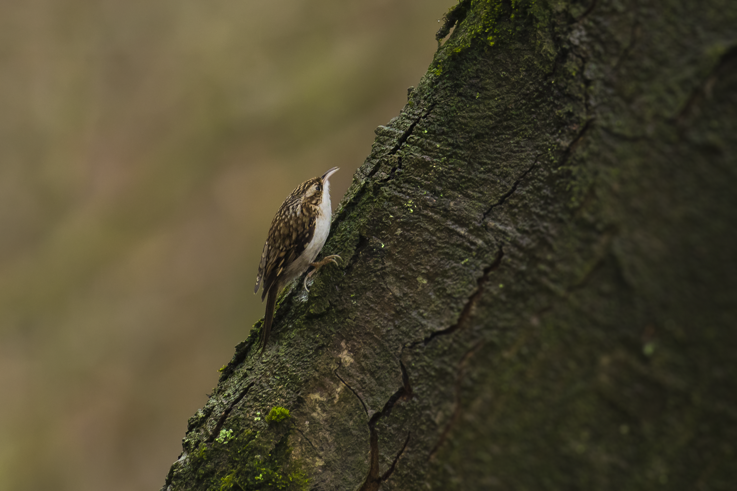 Tree Creeper 27th December.png