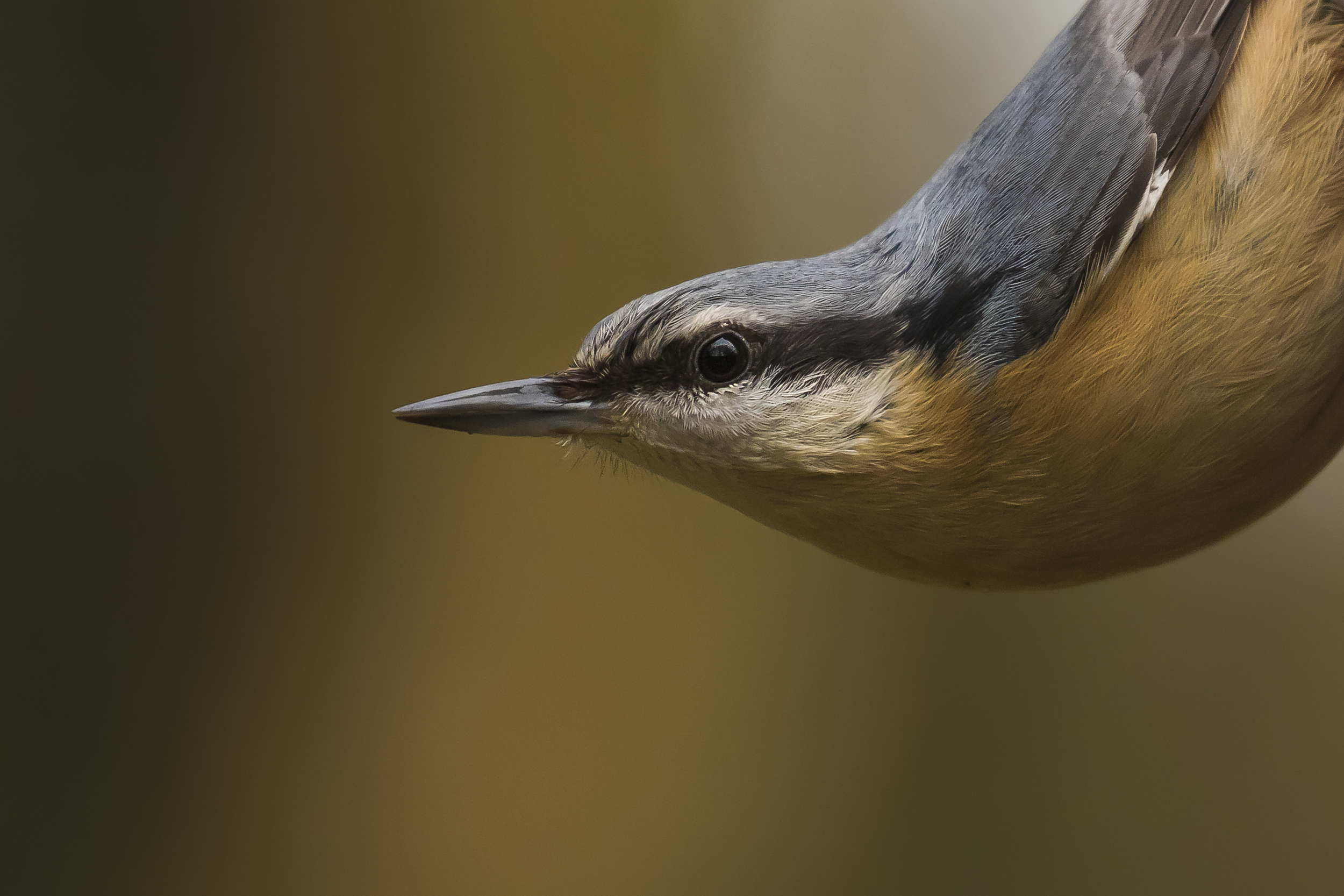 Nuthatch 27th December.png