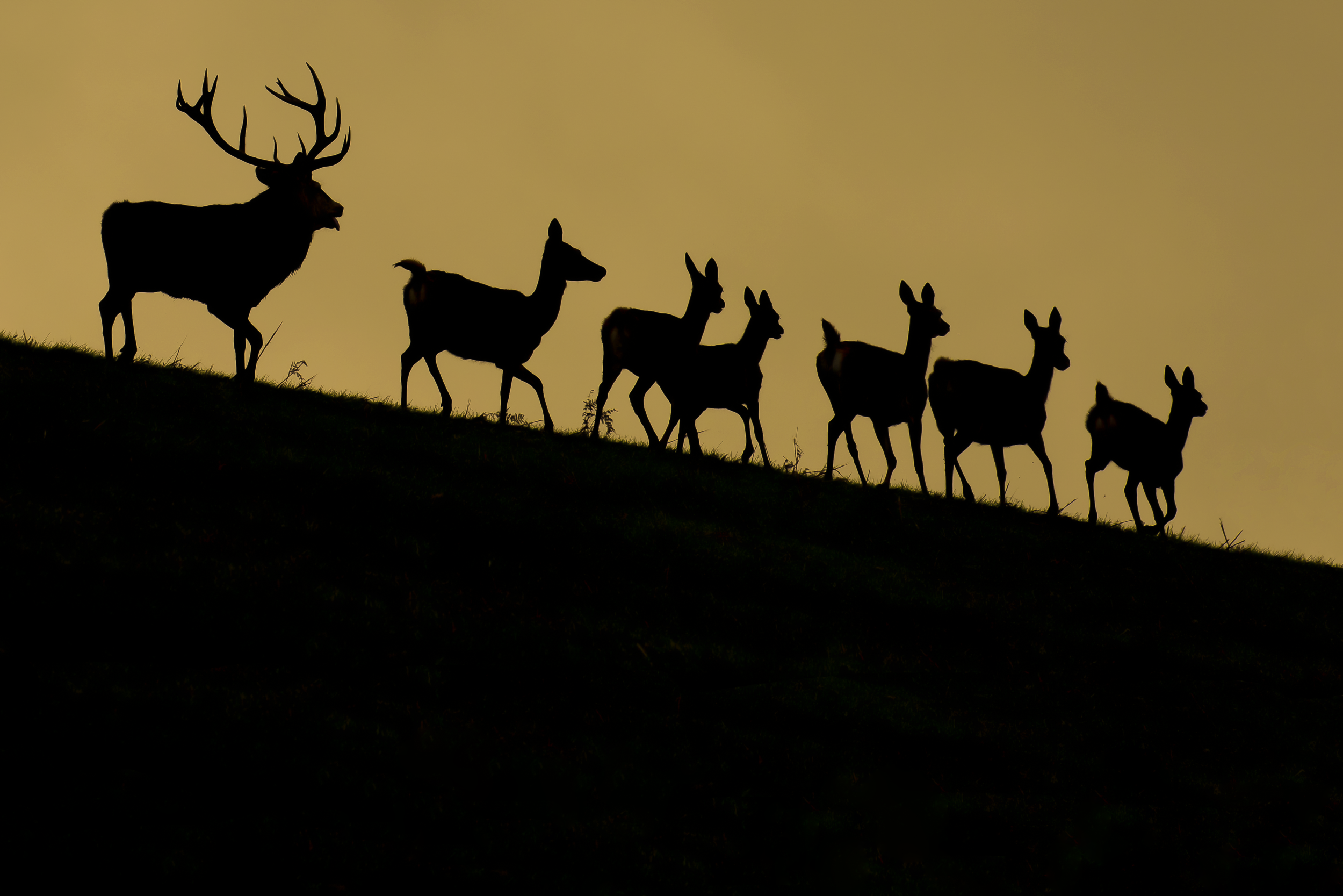 Red Deer Family