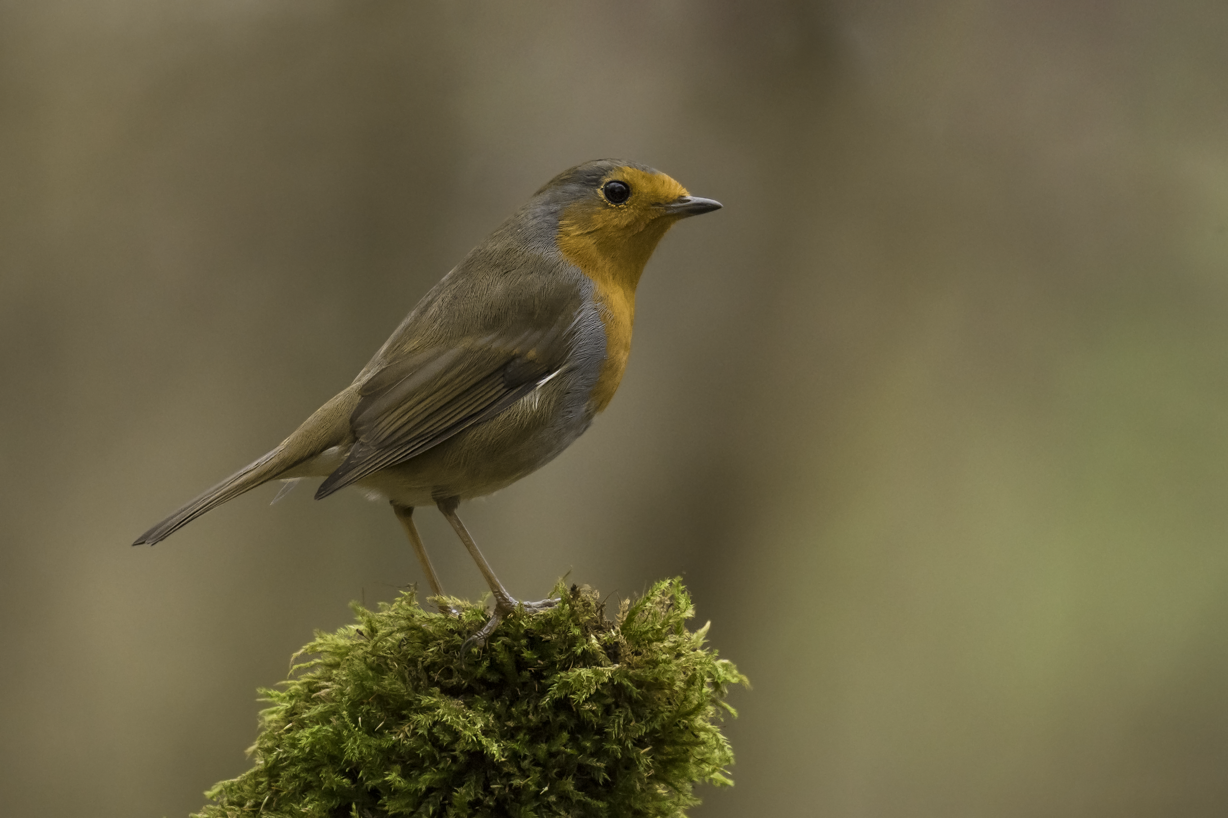 Winter Robin Song