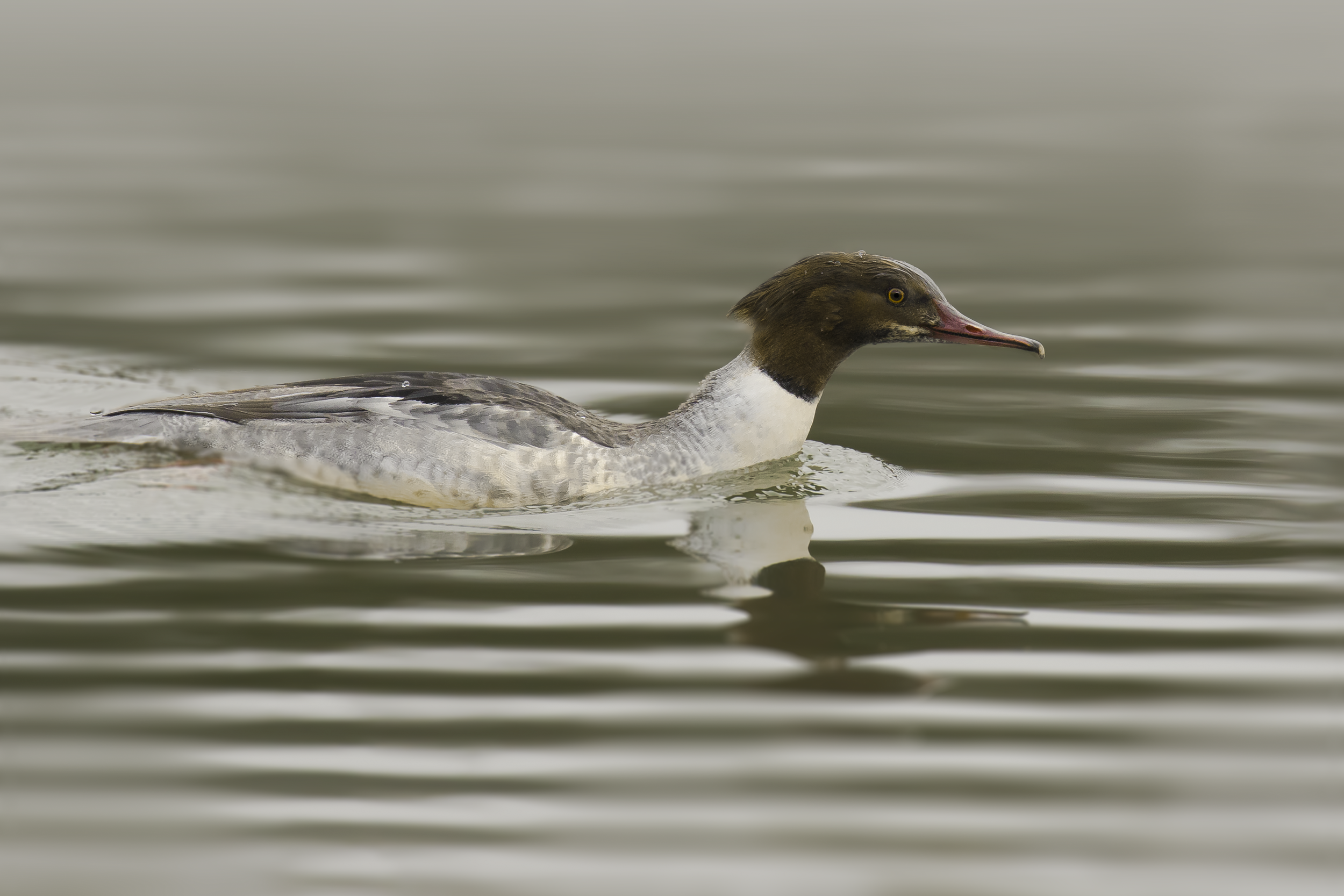 Female Goosander 2nd January.png