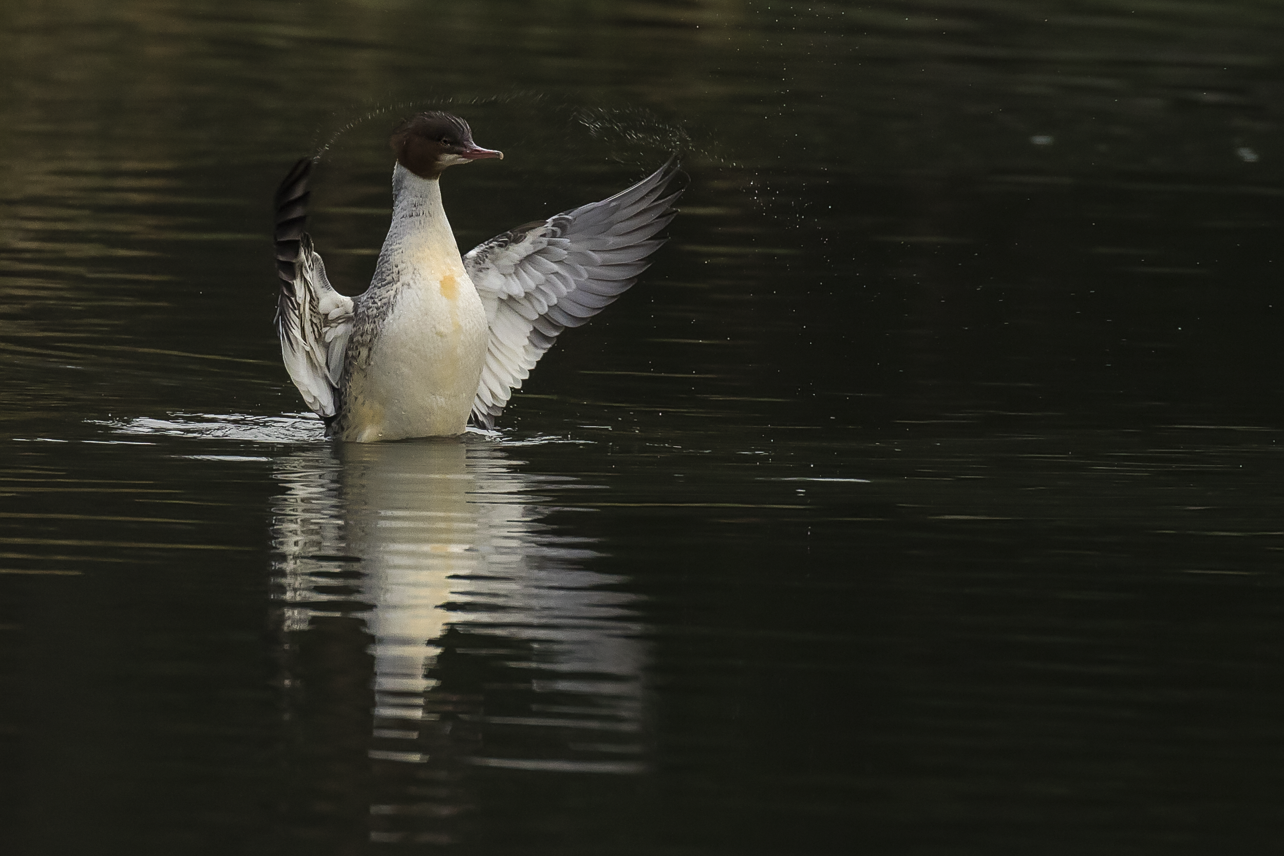 Goosander Flappy 2nd January 16.png