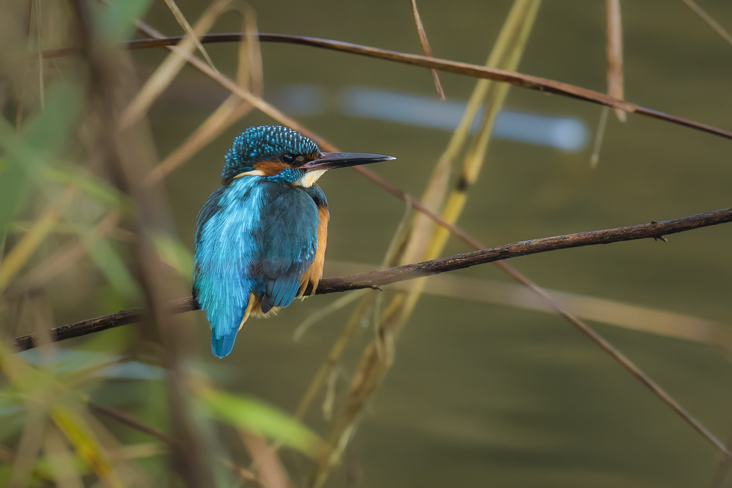 Kingfisher 2nd January 16.png