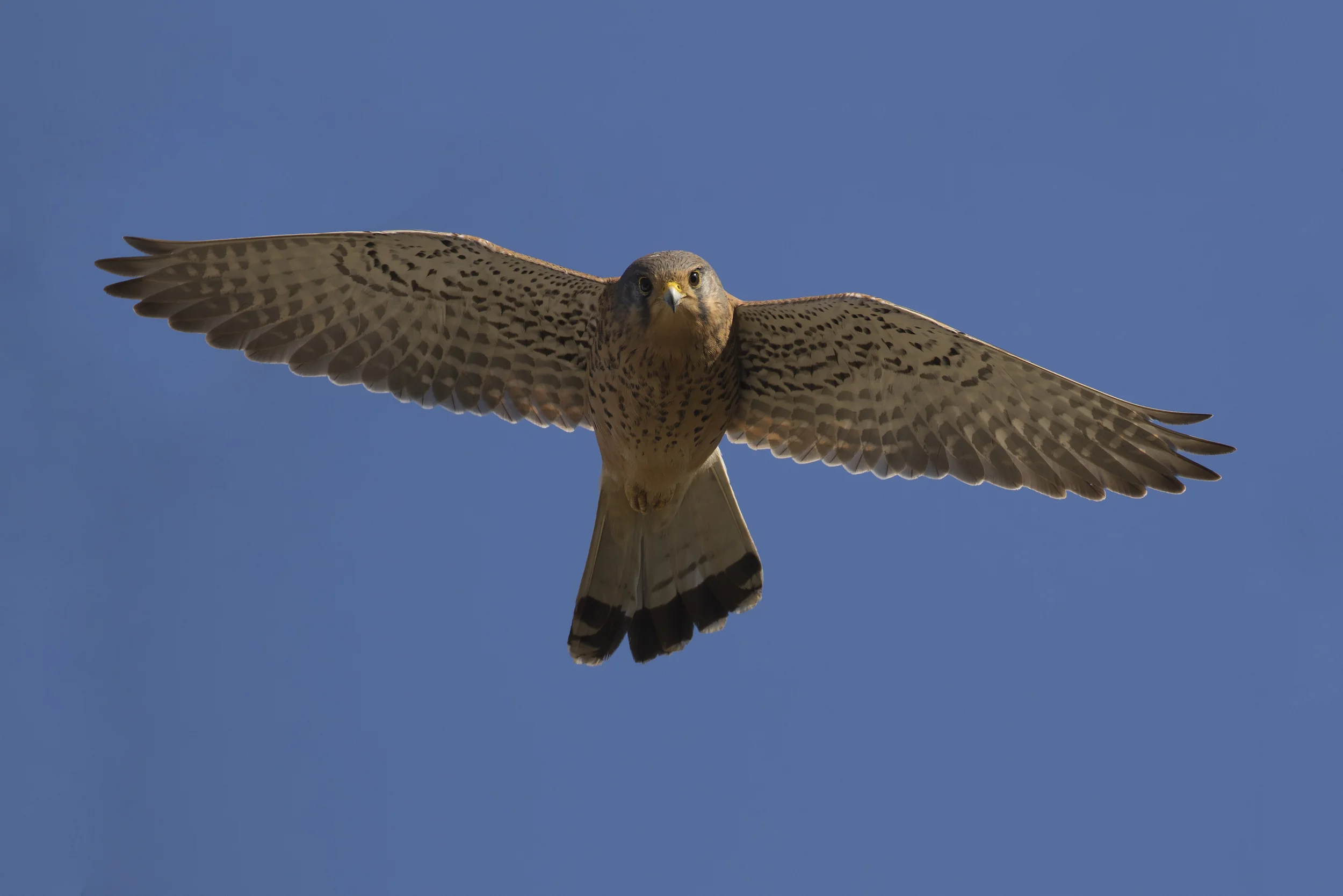 Kestrel Flight