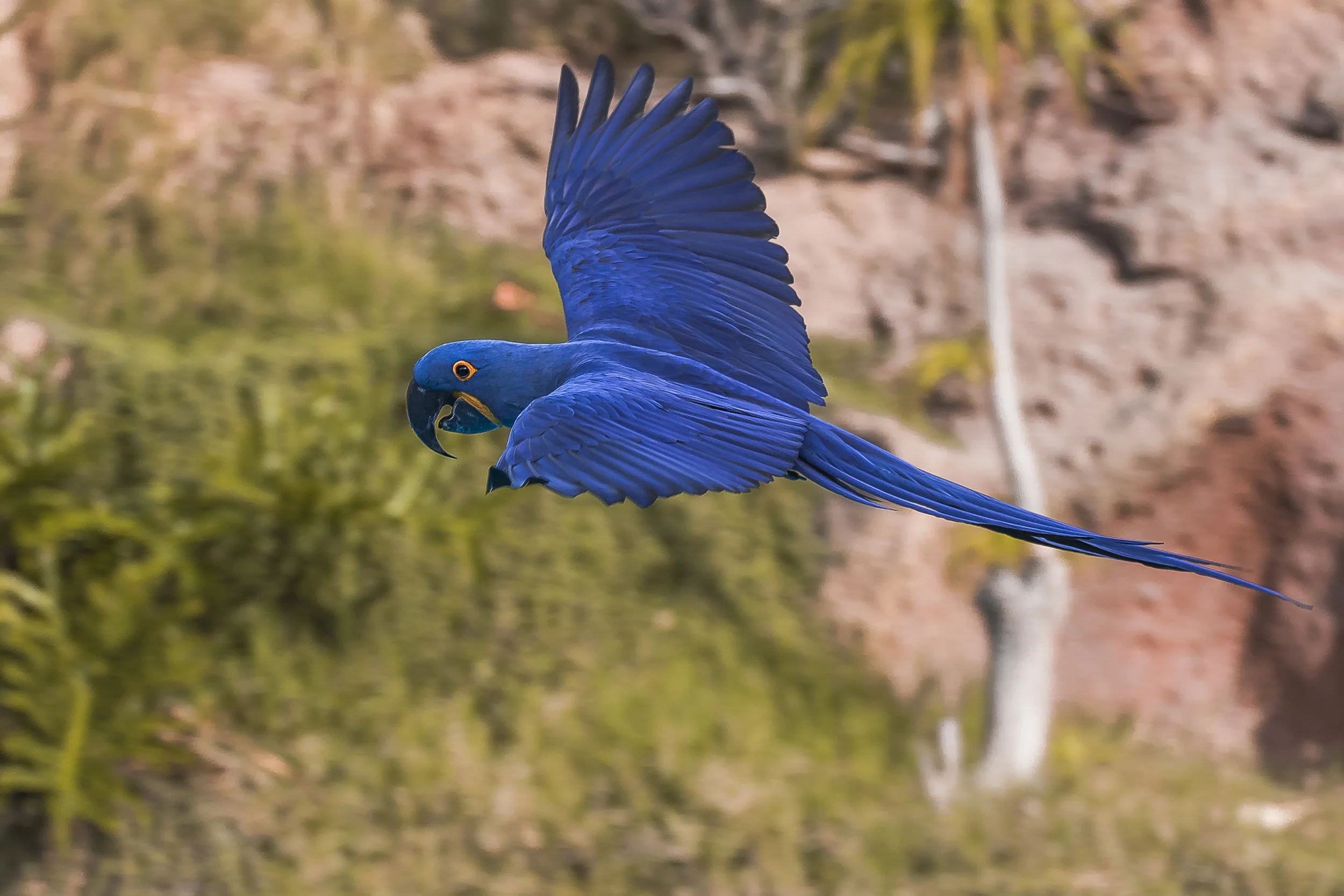 Spix's Macaw.jpg
