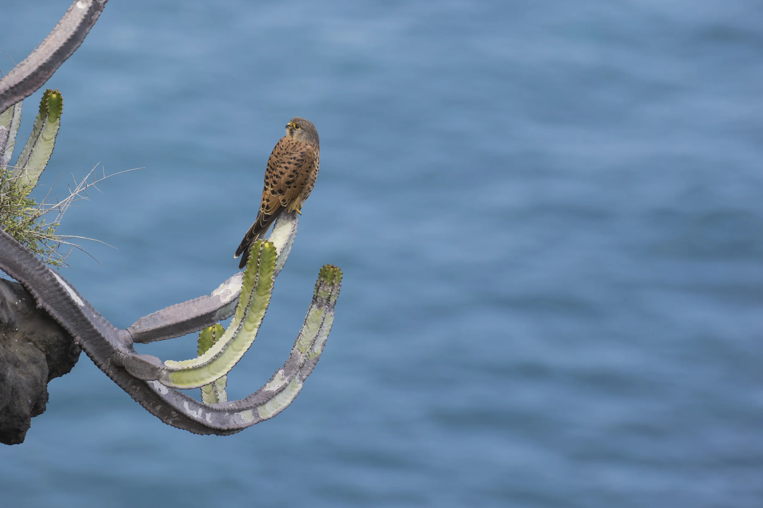 Kestrel Cliff Scene.jpg