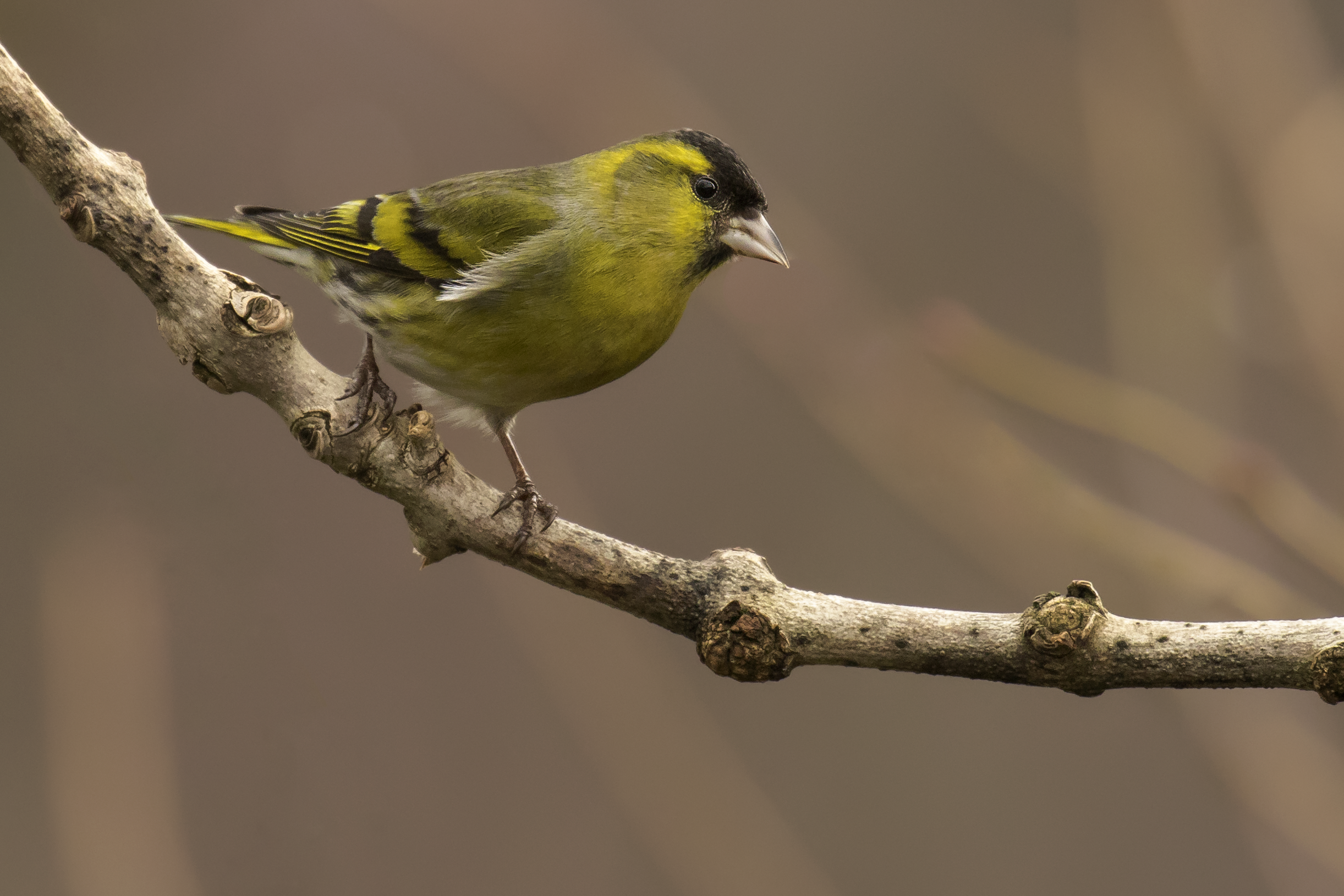 Siskin Male