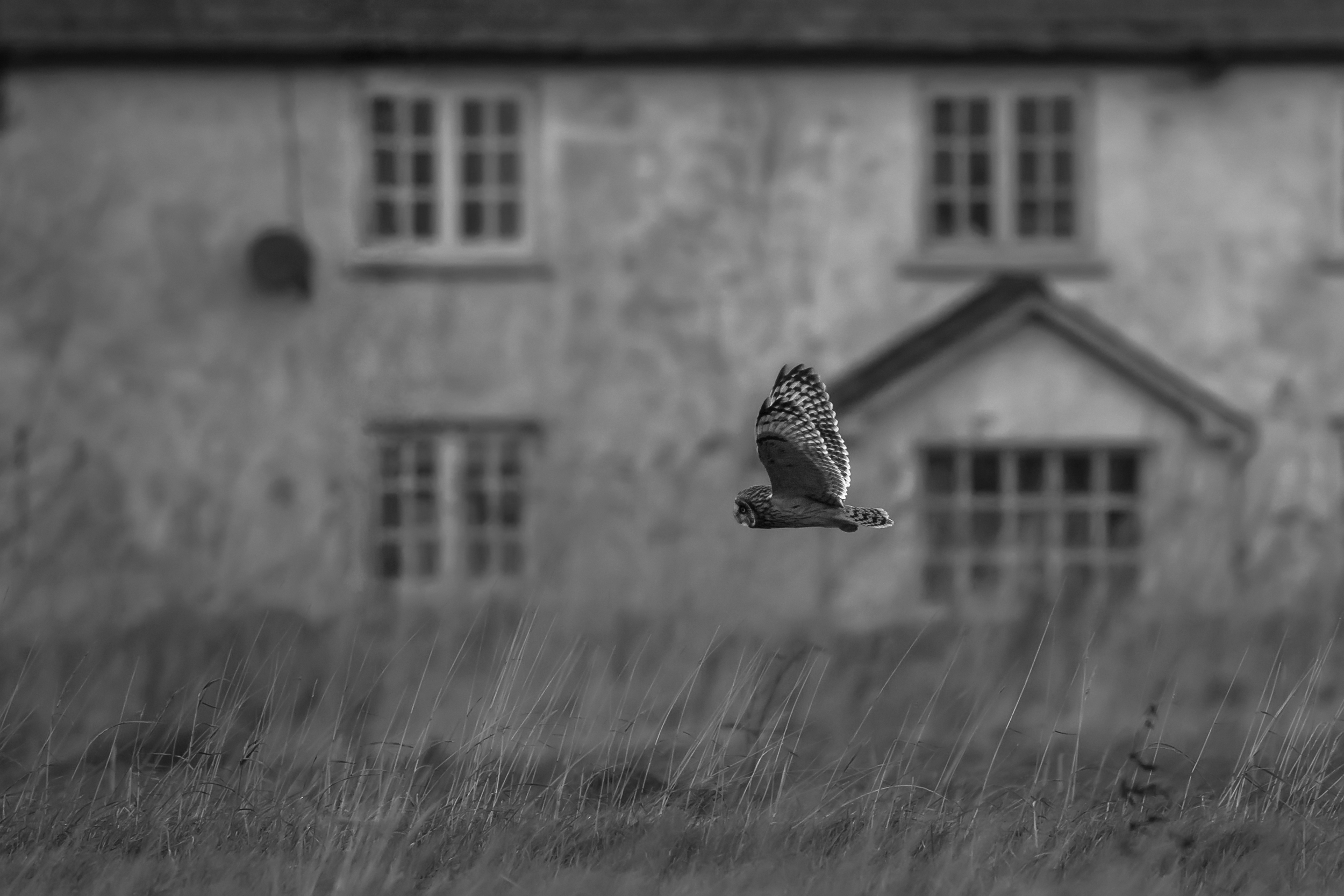 Short-eared Owl Extended